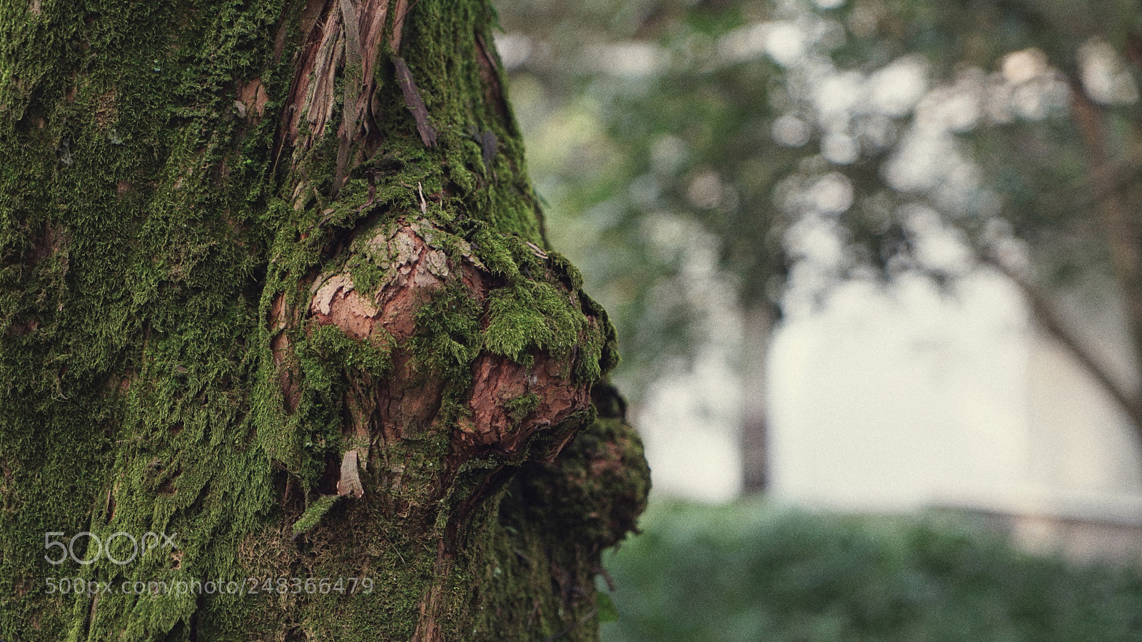 Sony a7 II sample photo. 树 tree  photography