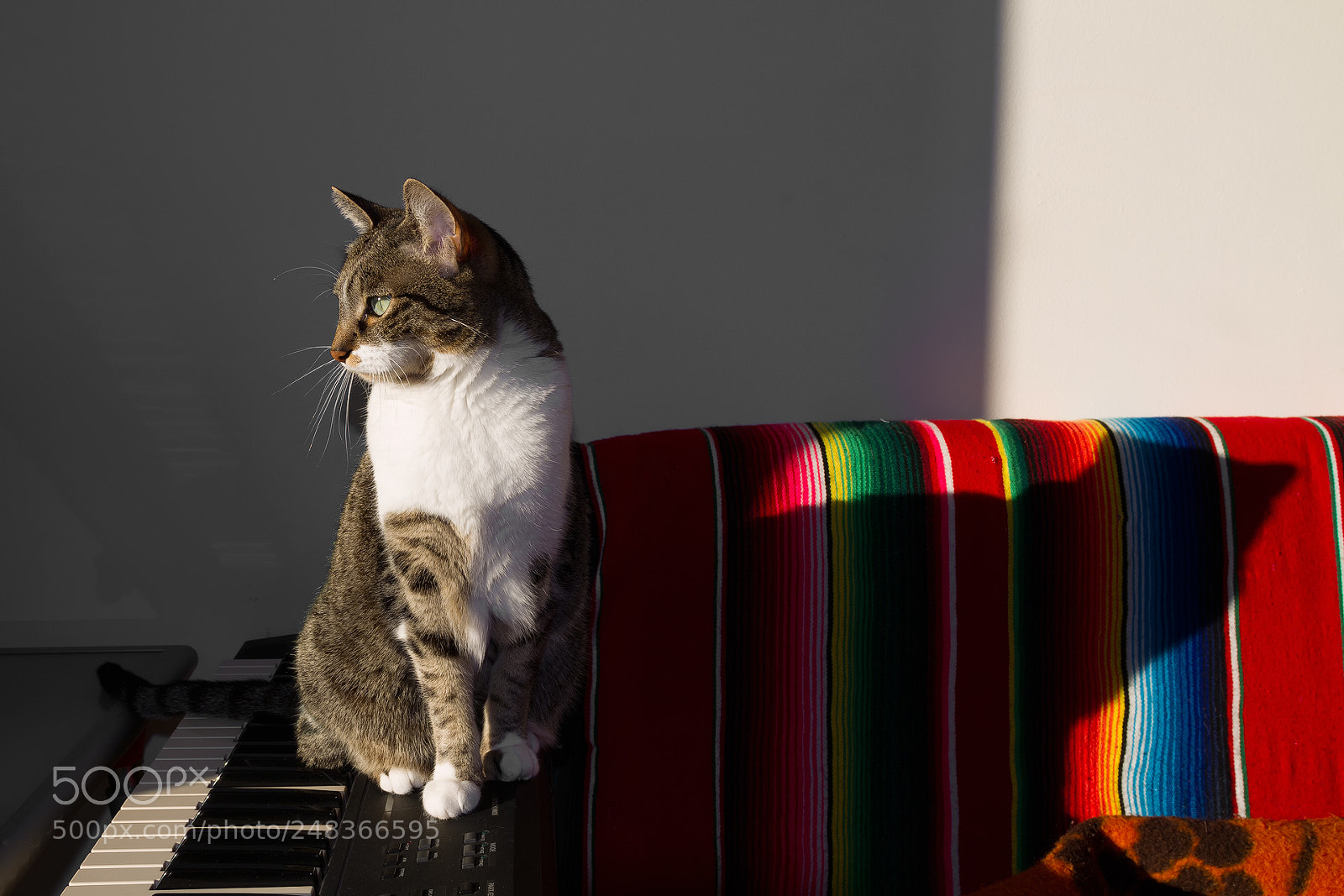 Canon EOS 7D sample photo. A. the cat photography