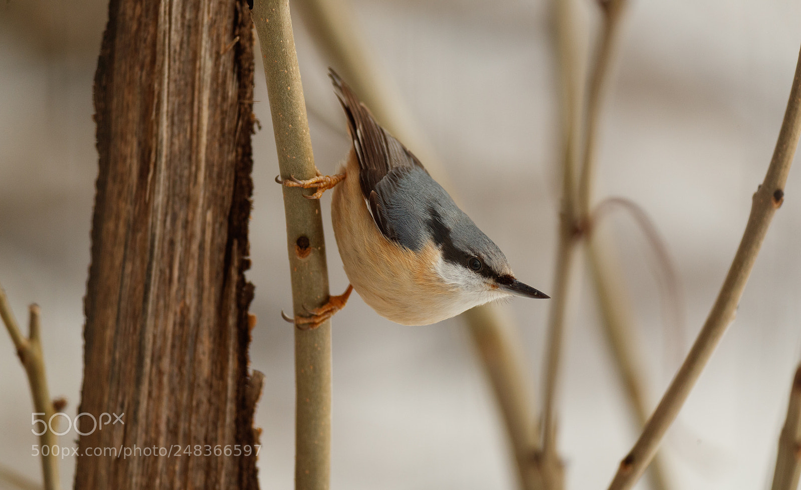 Canon EOS-1D X Mark II sample photo. Nuthatch photography