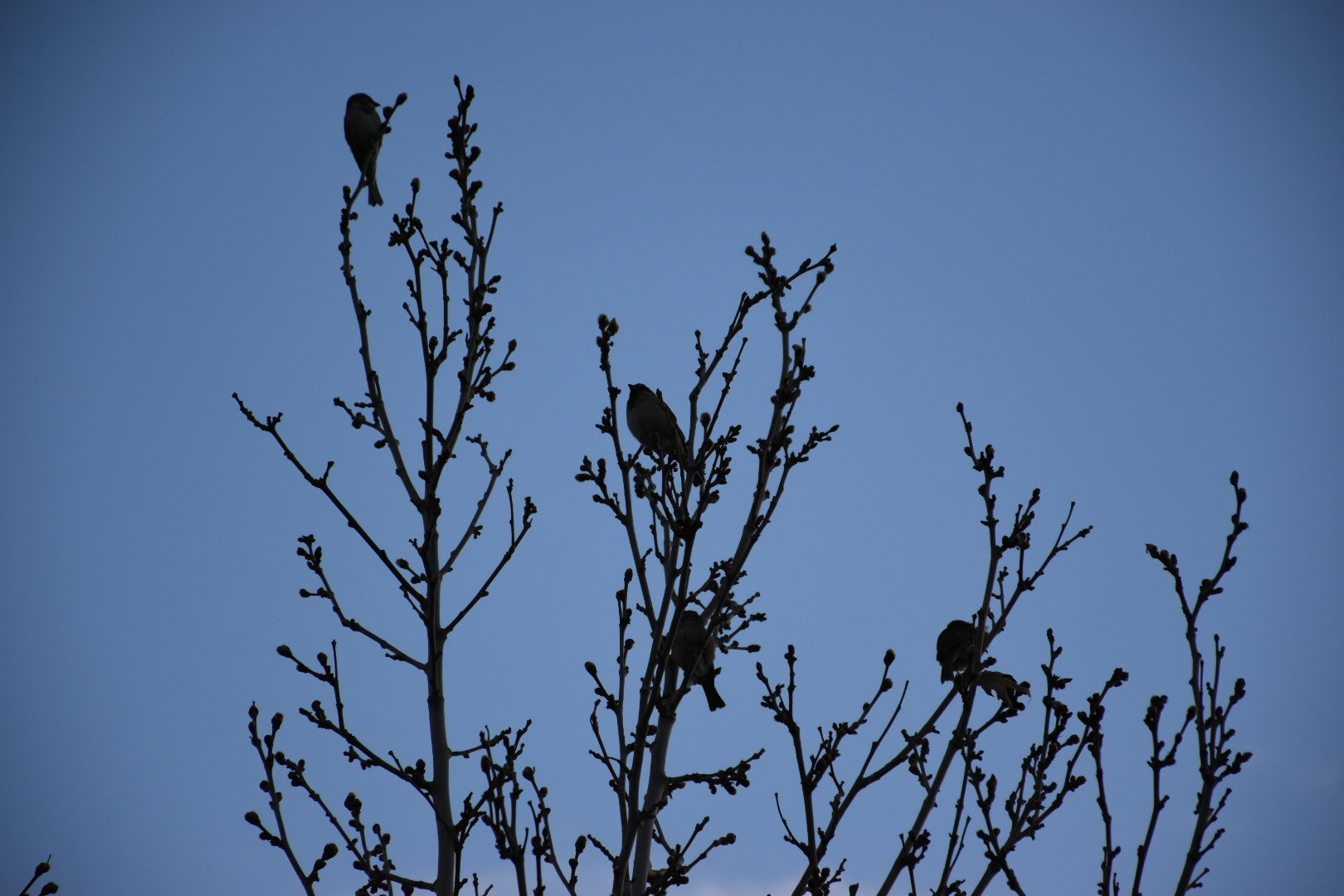 Nikon D5500 sample photo
