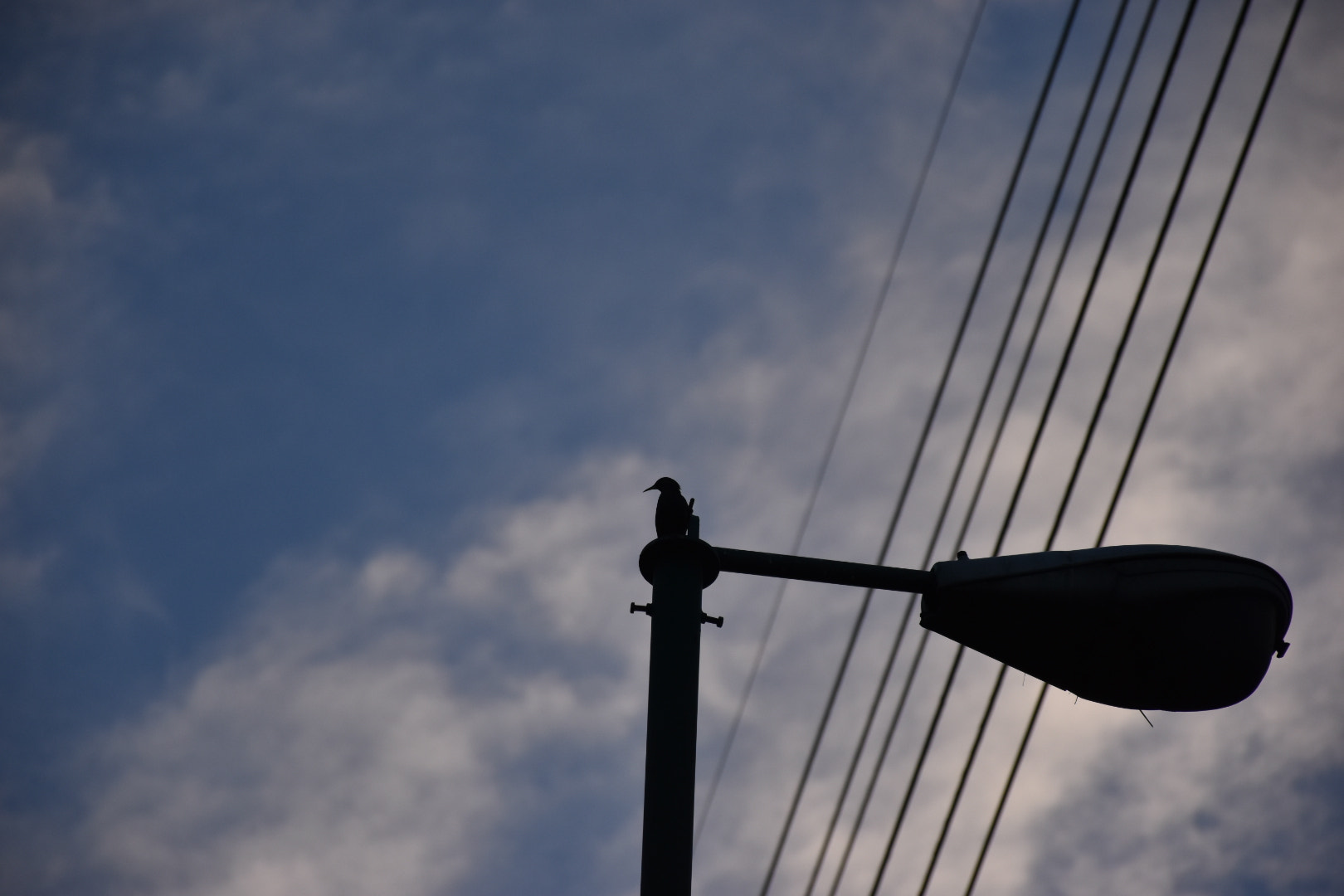 Nikon D5500 sample photo