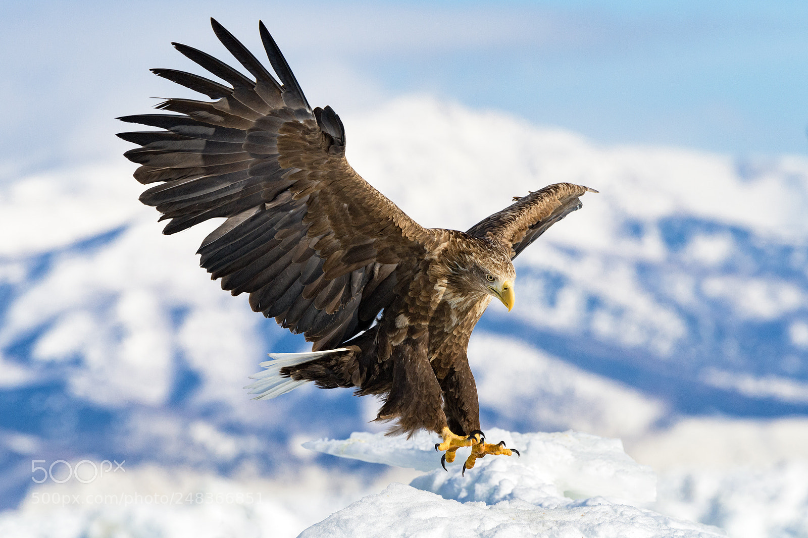 Nikon D5 sample photo. Champion in the sky photography