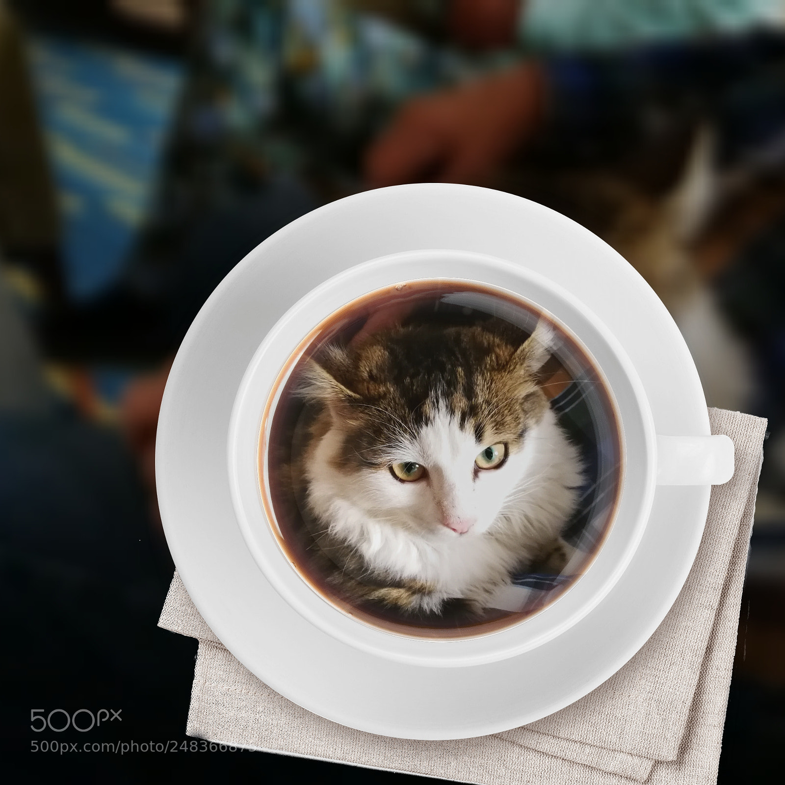 HUAWEI P10 sample photo. Cup off cat photography