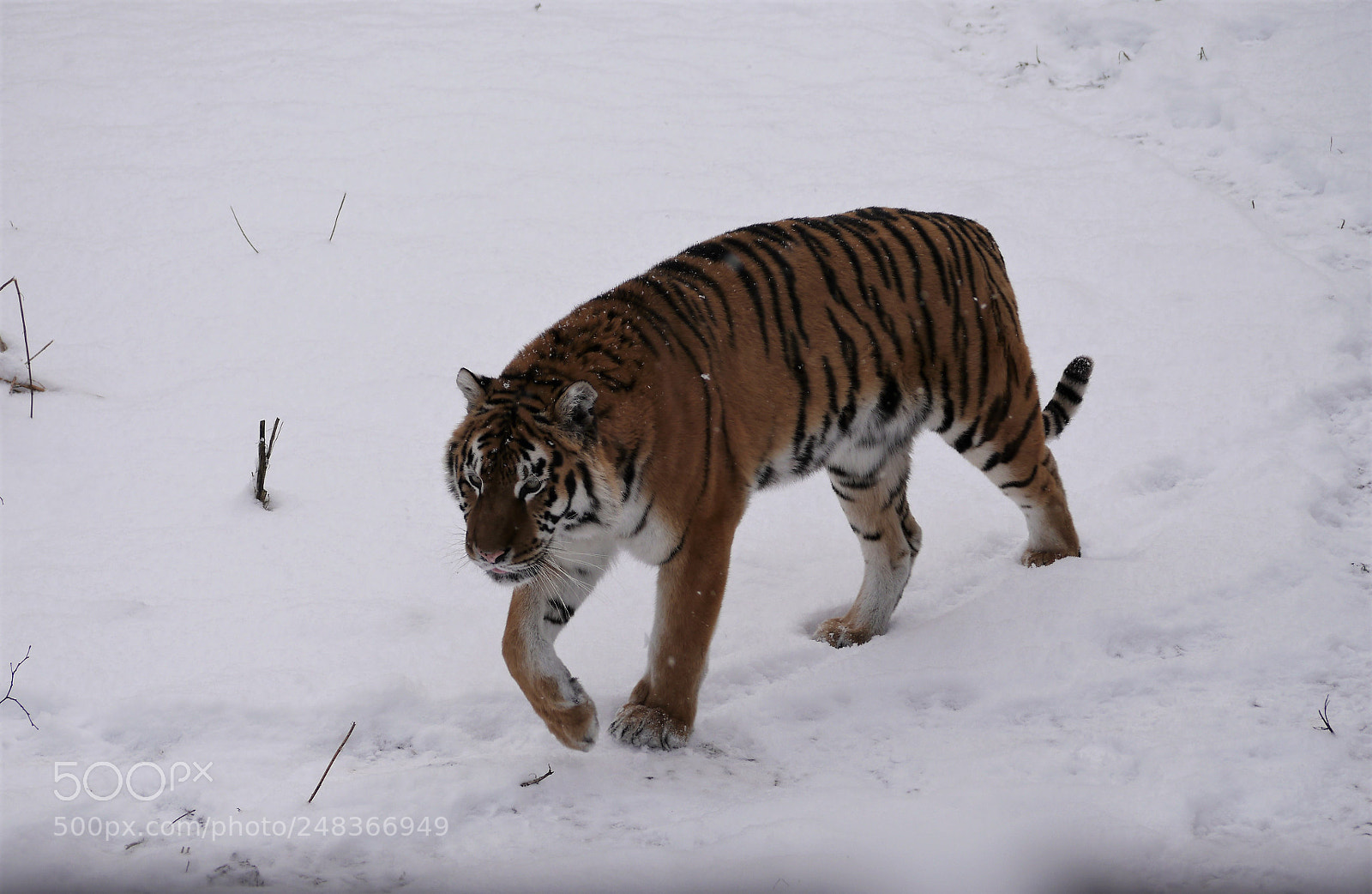 Panasonic Lumix DMC-G5 sample photo. Tiger photography