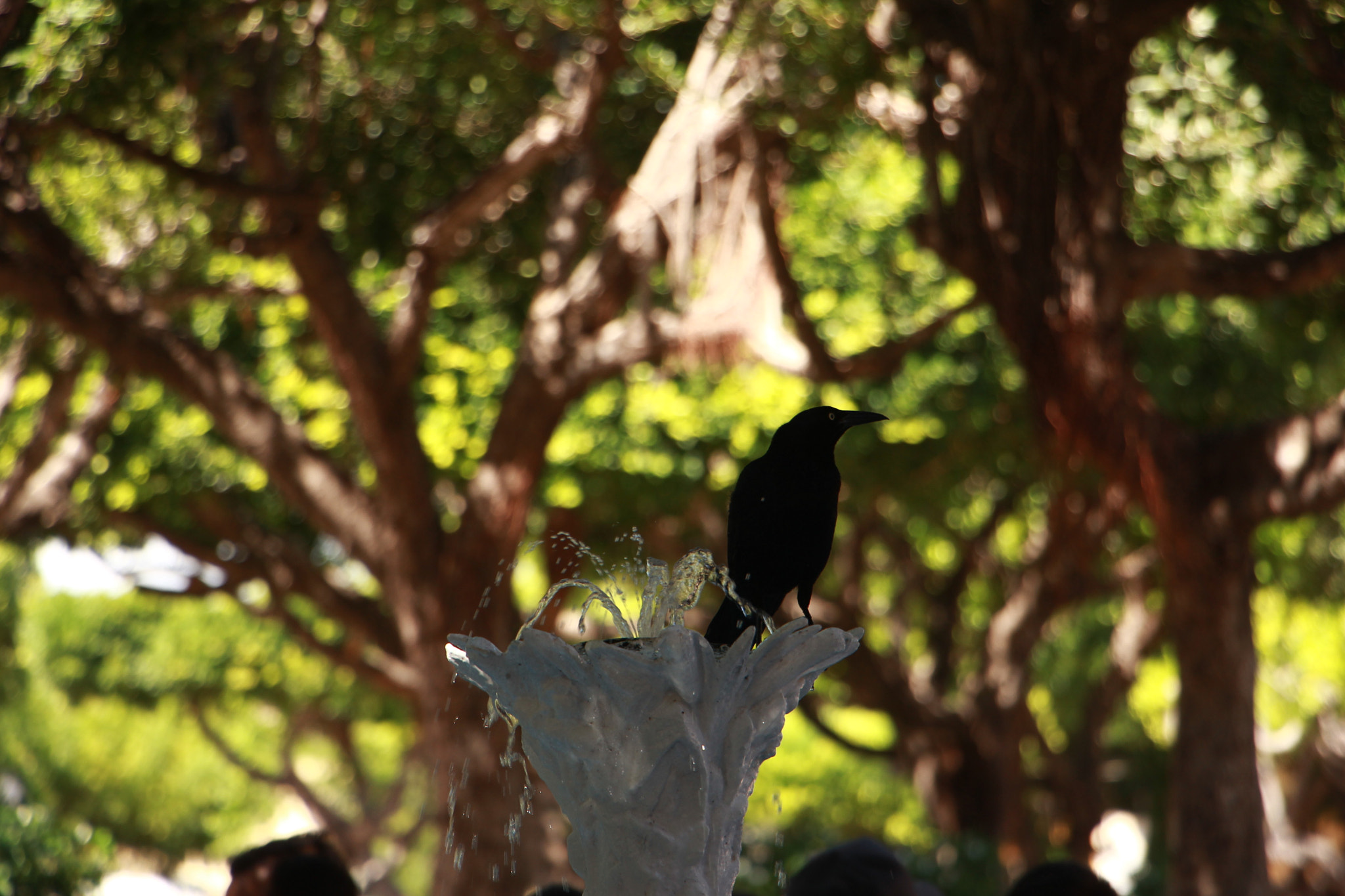 Canon EOS 60D sample photo
