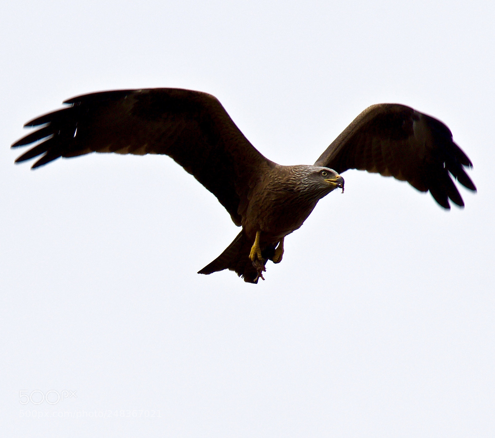 Nikon D500 sample photo. Untitled photography