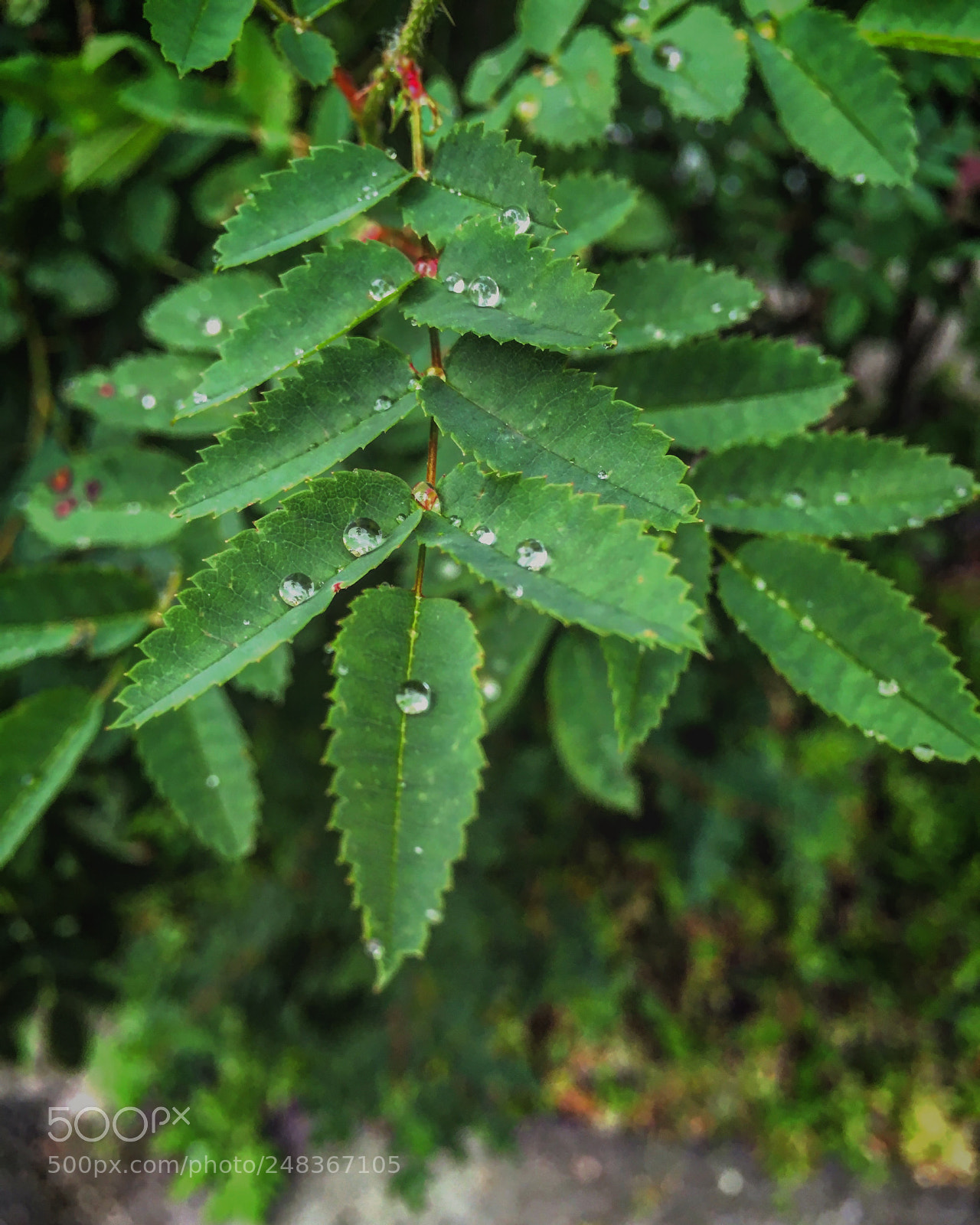Apple iPhone SE sample photo. Rain drops. if you photography