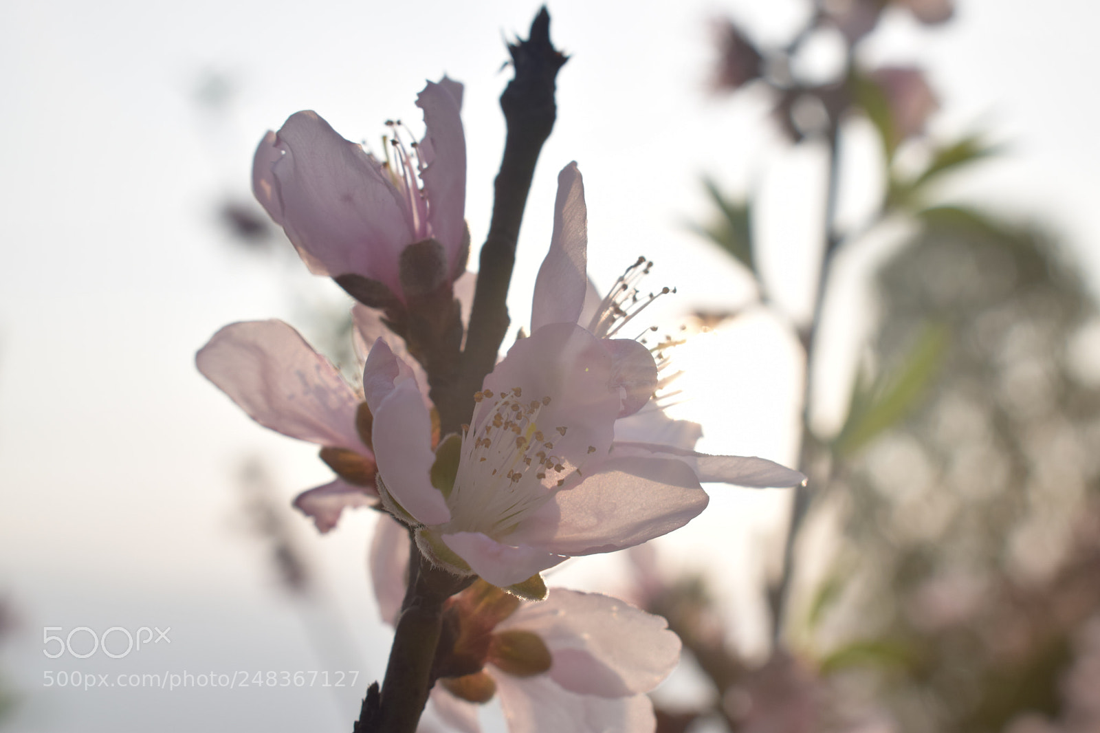 Nikon D5300 sample photo. Untitled photography