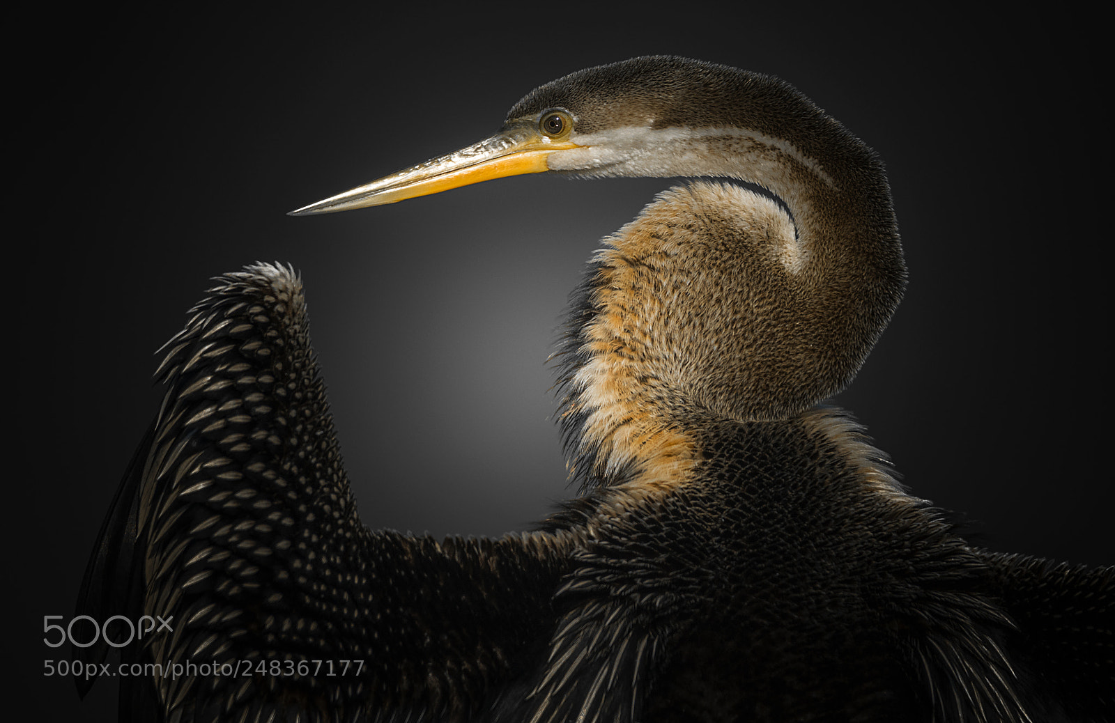 Nikon D500 sample photo. Snakebird photography