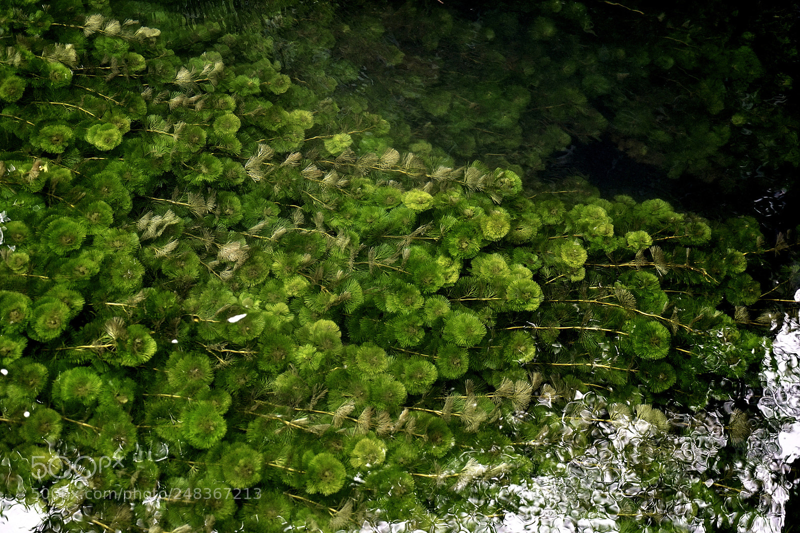 Sony a7 II sample photo. 水草。 photography