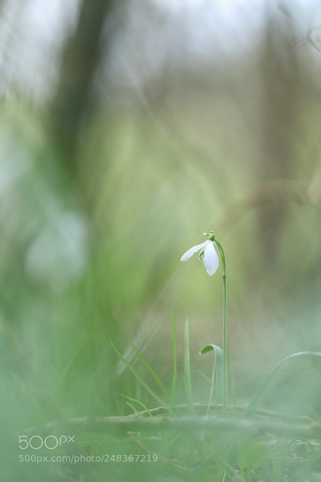 Canon EOS 80D sample photo. Snowdrop photography