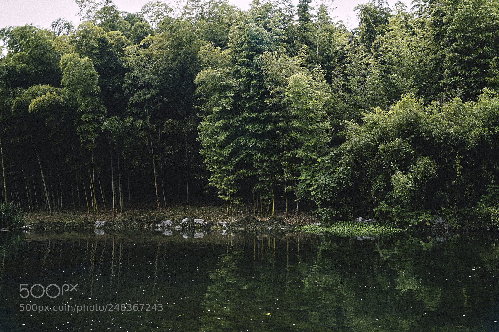 Sony a7 II sample photo. 竹林 photography