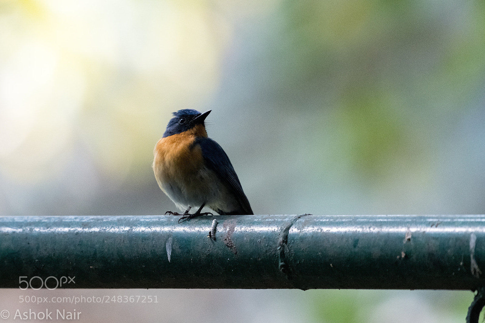 Nikon D850 sample photo. Tickell's blue flycatcher photography
