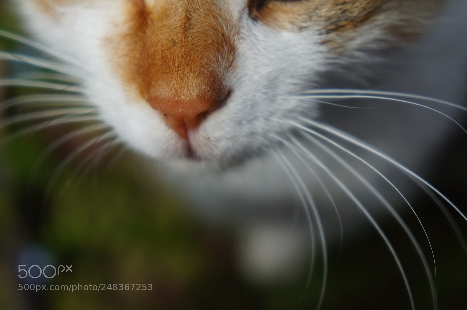 Sony Alpha NEX-5N sample photo. Cat photography