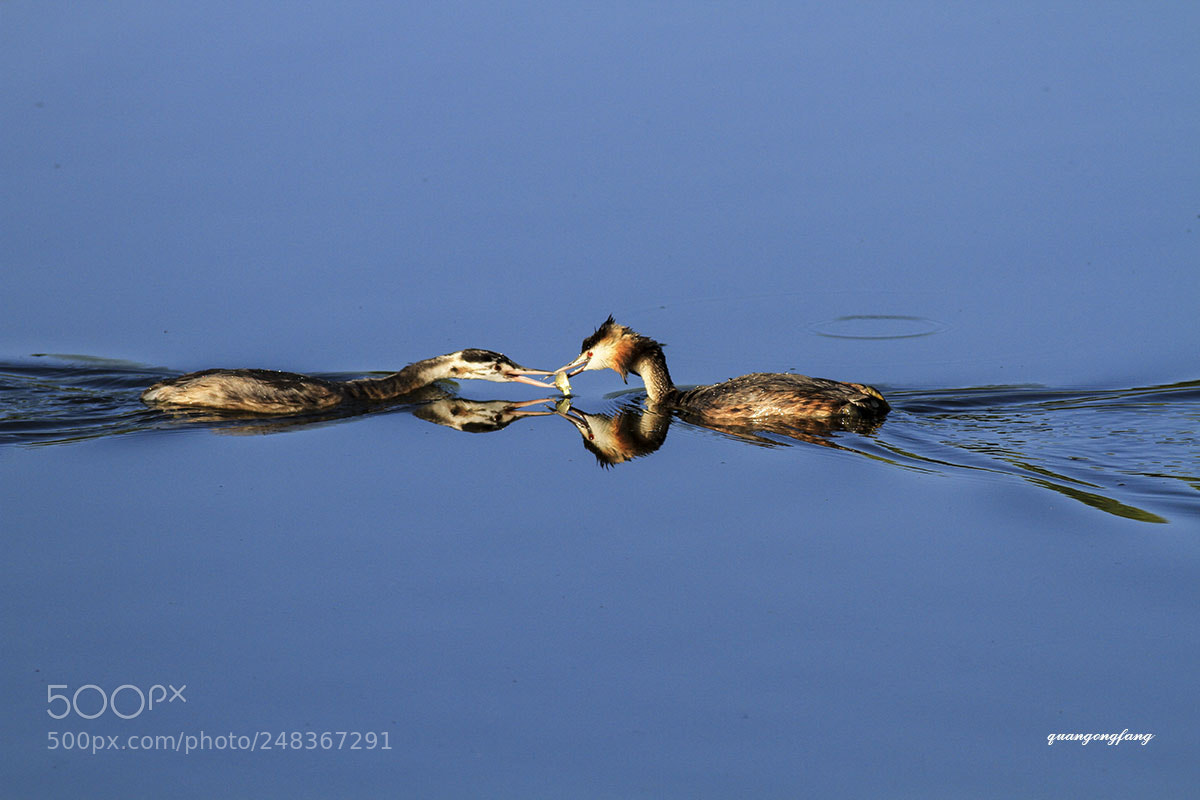 Canon EOS 7D sample photo. 凤头鸊鷉crested grebe photography