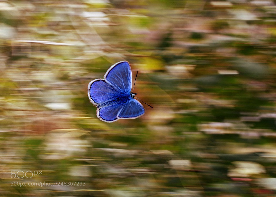 Canon EOS 700D (EOS Rebel T5i / EOS Kiss X7i) sample photo. Butterfly photography