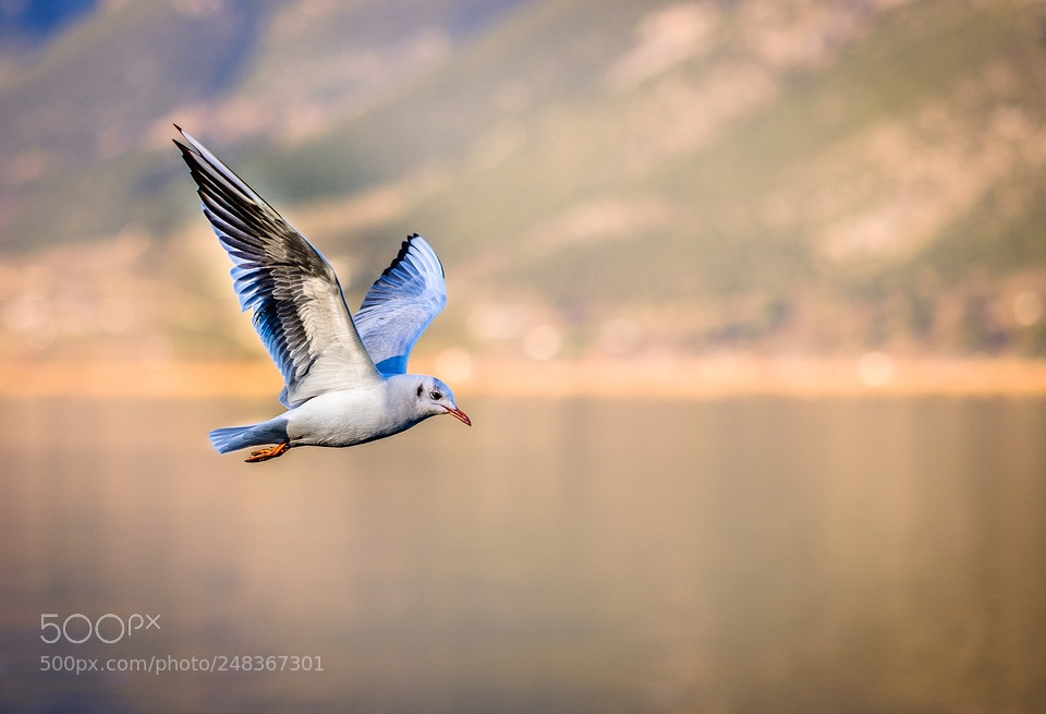 Fujifilm X-T20 sample photo. Bird photography