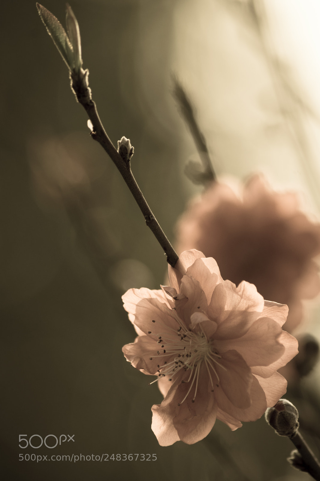 Nikon D5300 sample photo. Untitled photography