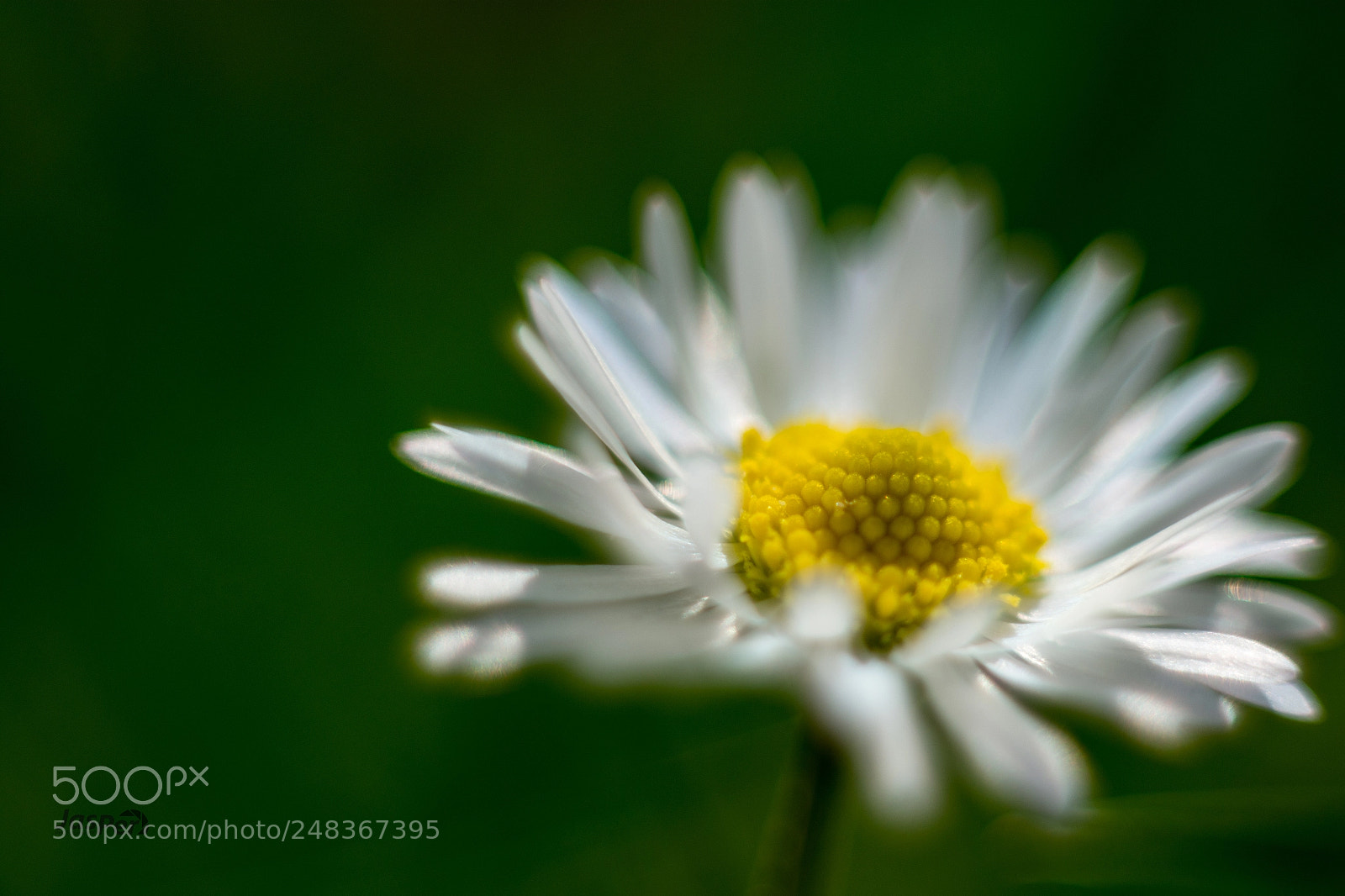 Nikon D7200 sample photo. Daisy photography