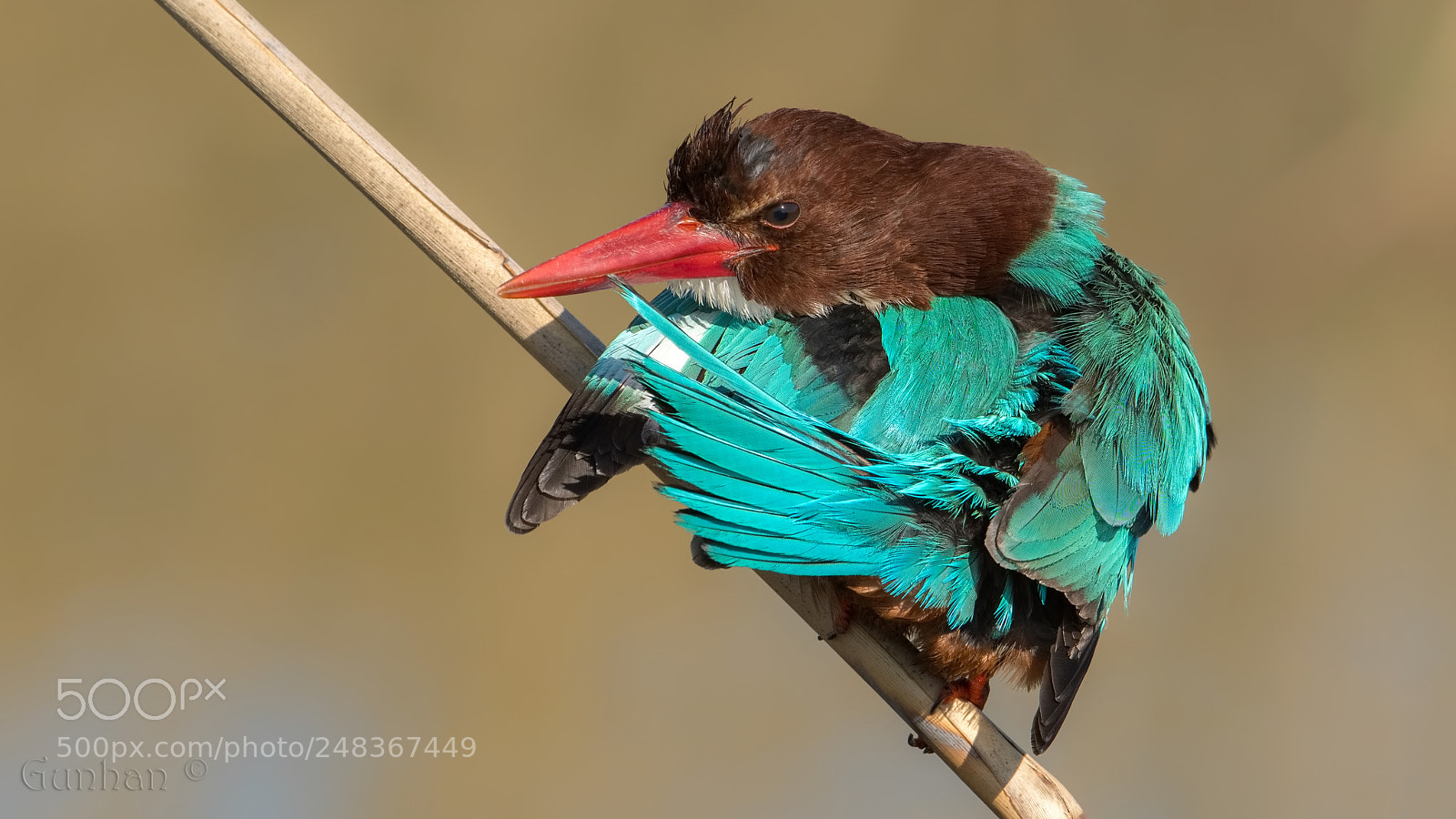 Nikon D500 sample photo. White-throated kingfisher photography