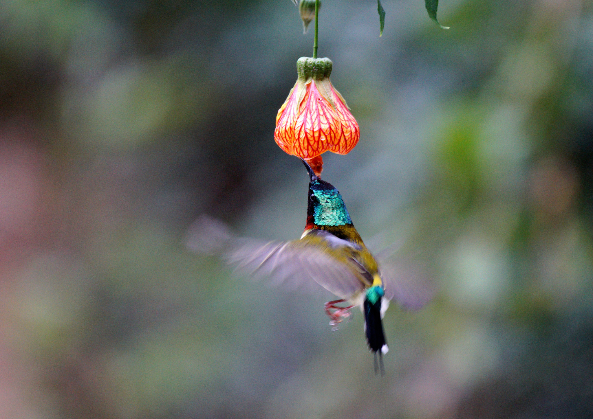 Sony 70-400mm F4-5.6 G SSM II sample photo. My lunch photography