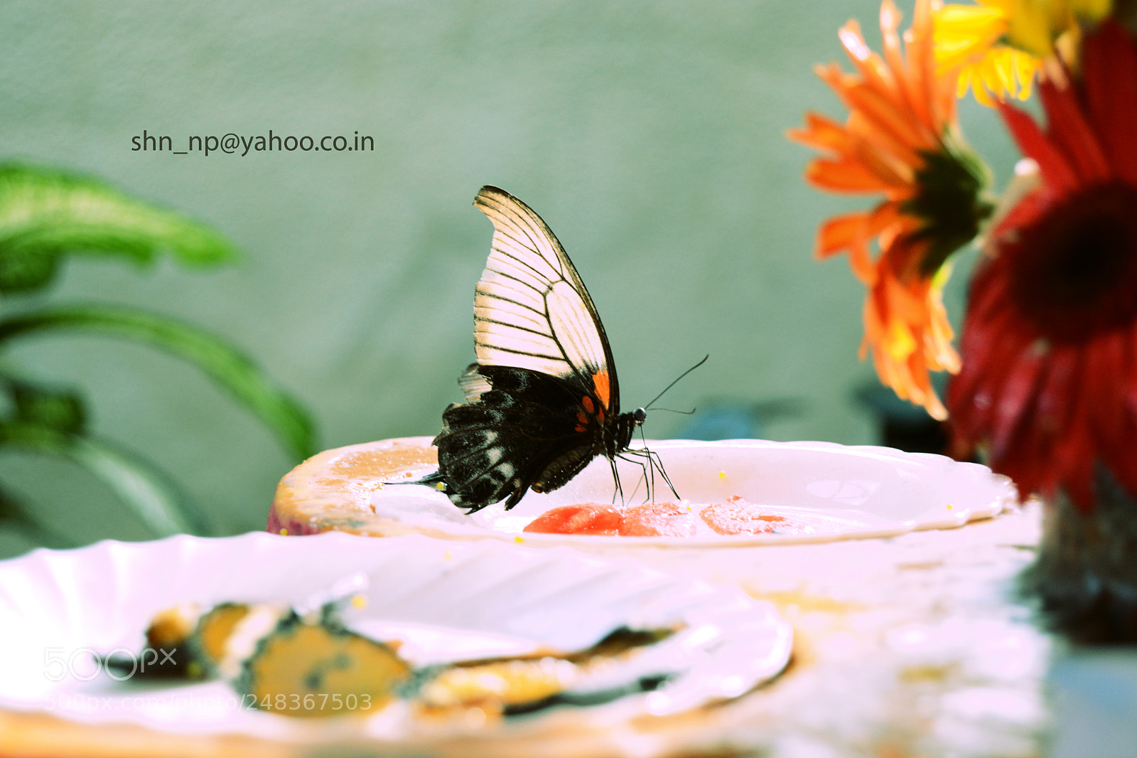 Nikon D5200 sample photo. Untitled photography