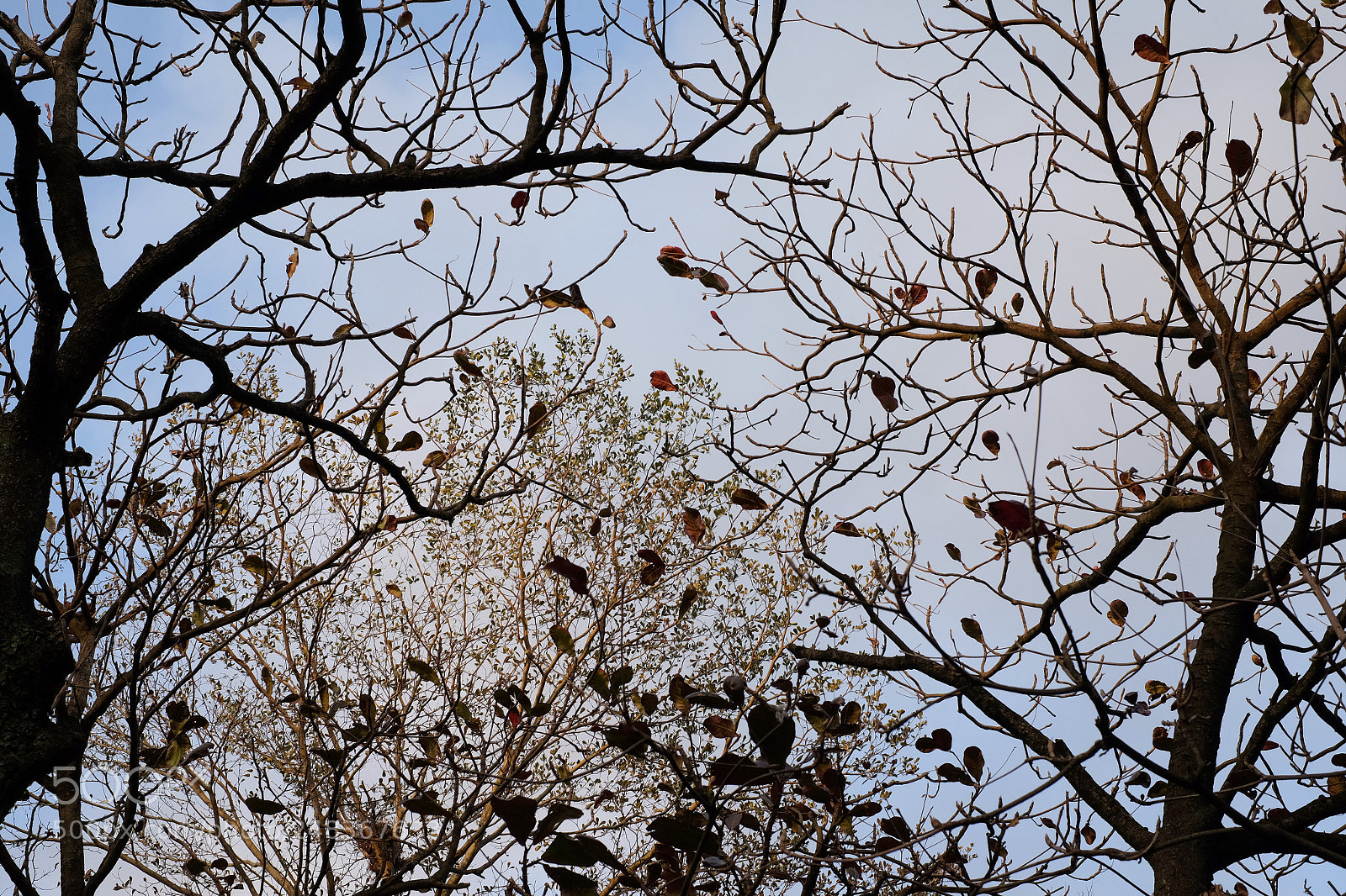 Fujifilm X-T1 sample photo. Leaves photography