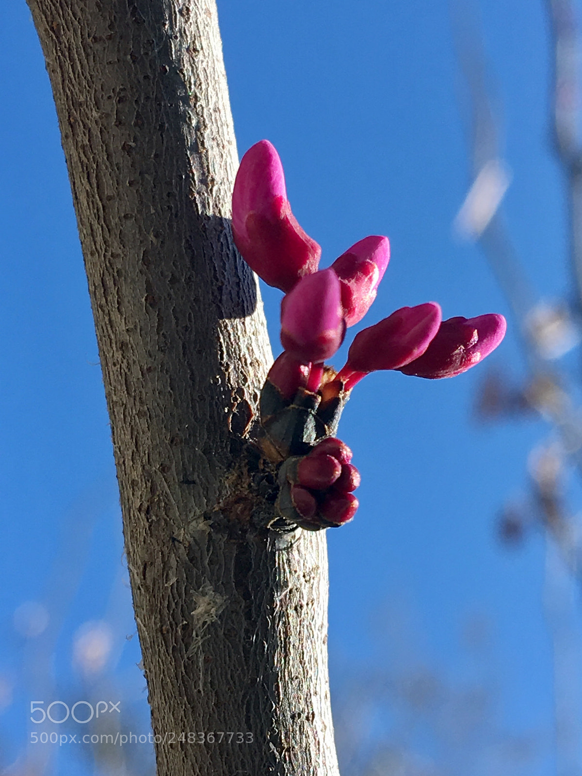 Apple iPhone 6s Plus sample photo. Untitled photography