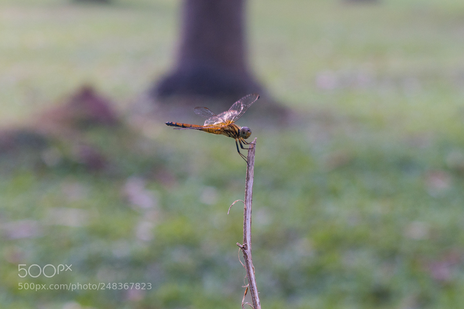 Nikon D5500 sample photo. Dragonfly photography