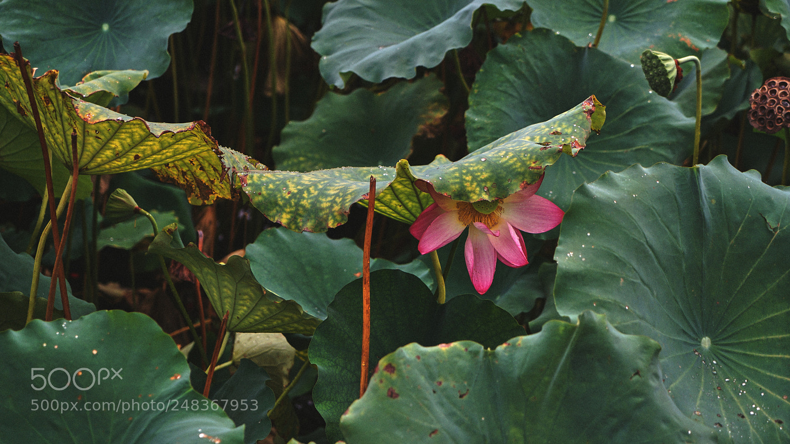 Sony a7 II sample photo. Untitled photography