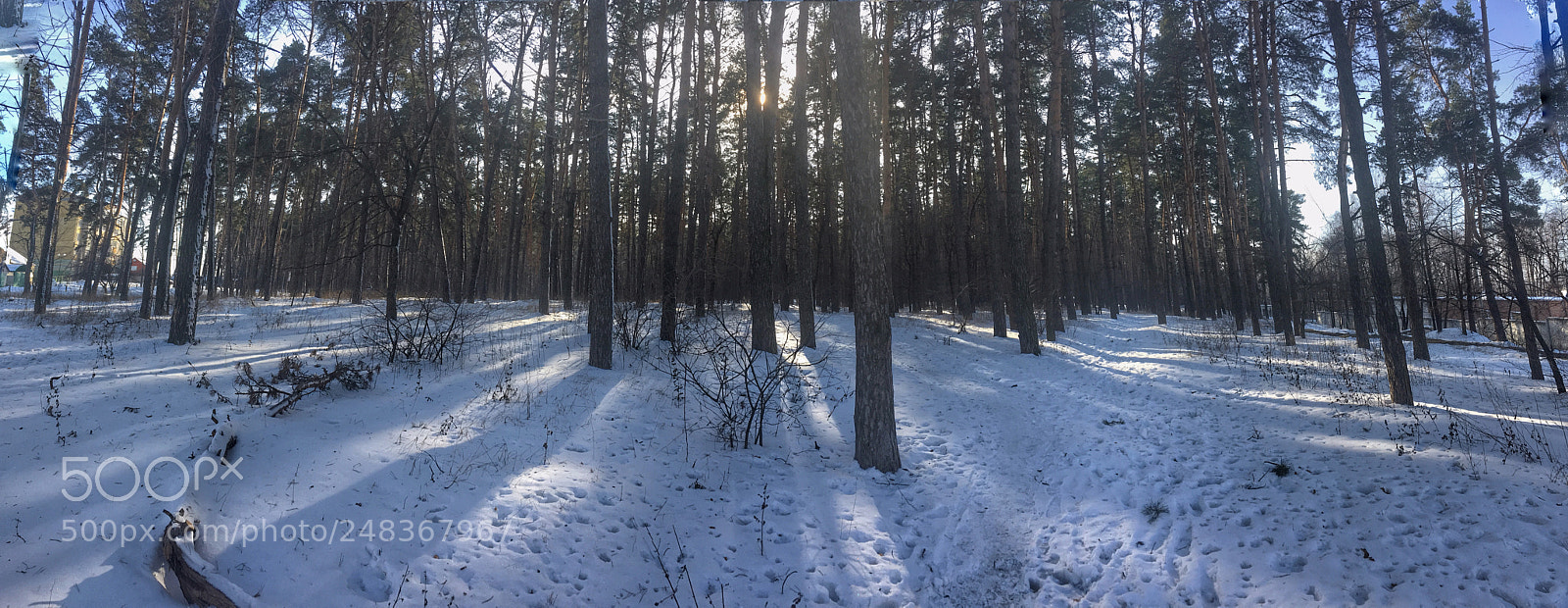 Apple iPhone SE sample photo. Forest photography