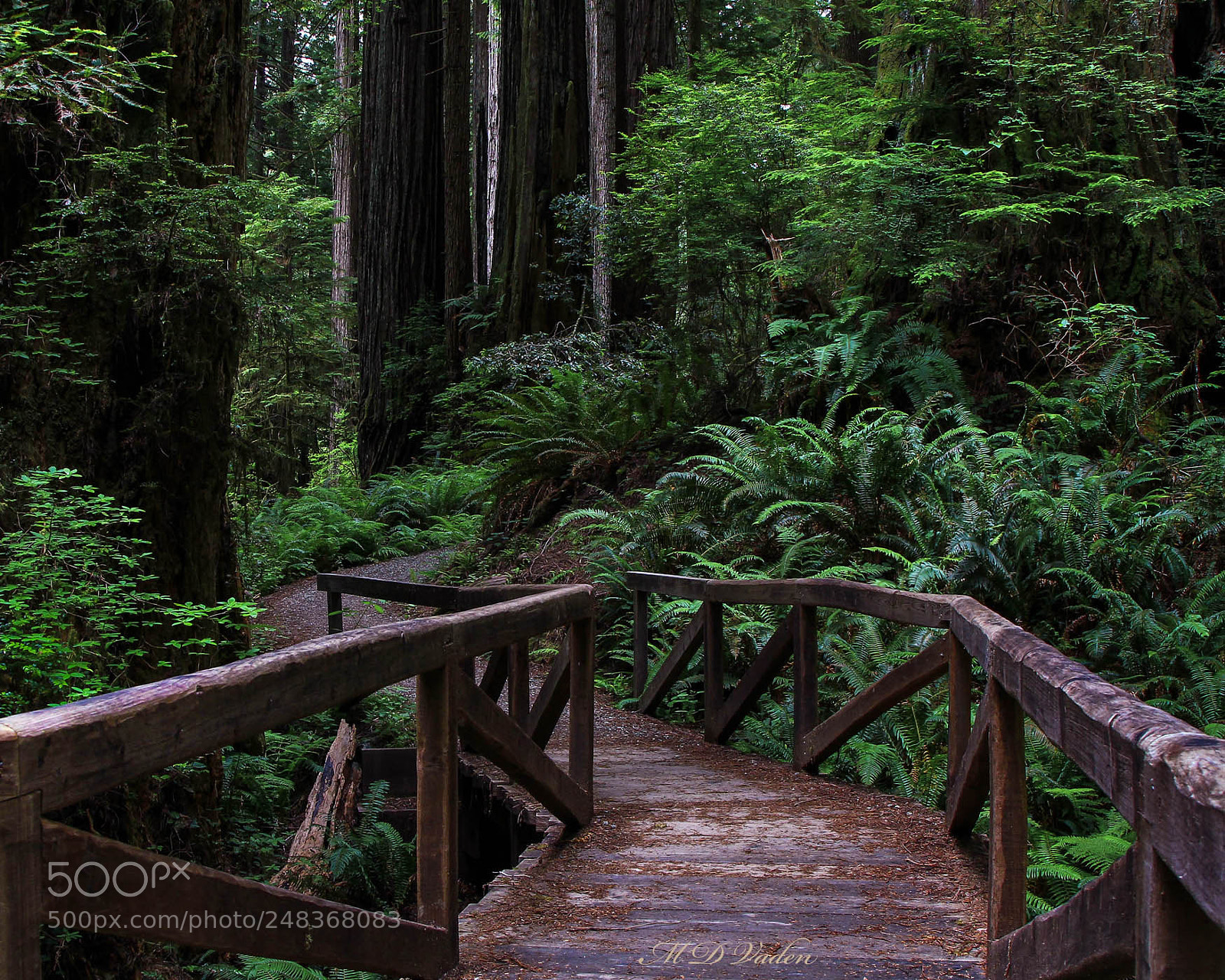 Canon EOS 550D (EOS Rebel T2i / EOS Kiss X4) sample photo. Bridge through the redwoods photography
