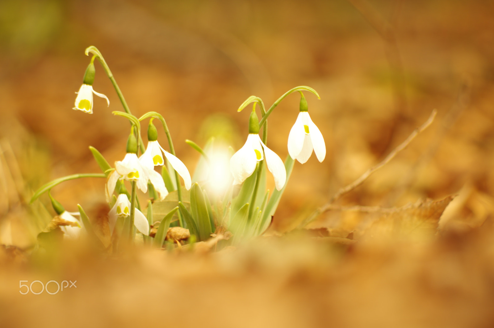 smc PENTAX-DA L 55-300mm F4-5.8 ED sample photo. Snow drop photography
