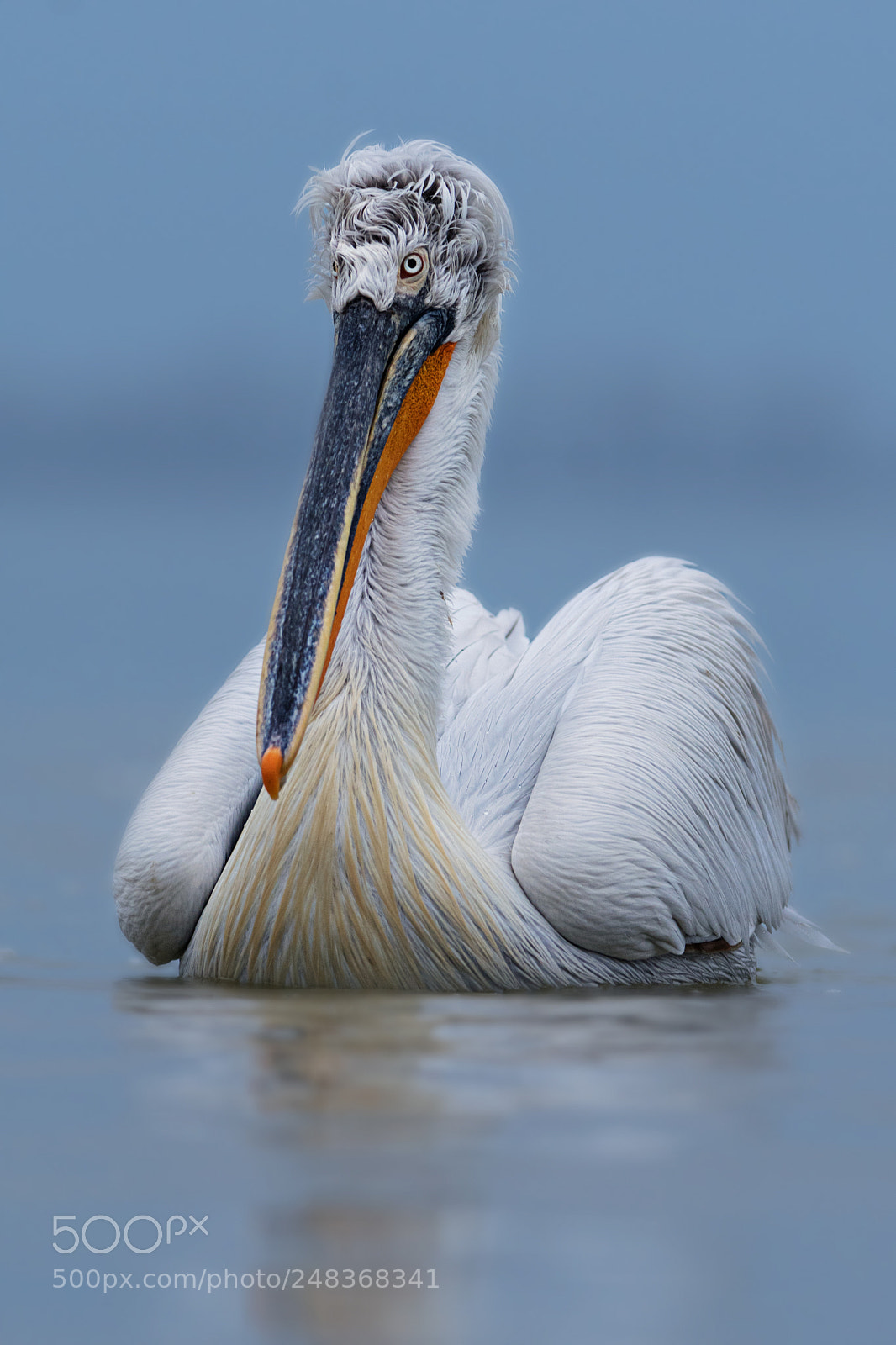 Nikon D500 sample photo. Dalmatian pelican photography