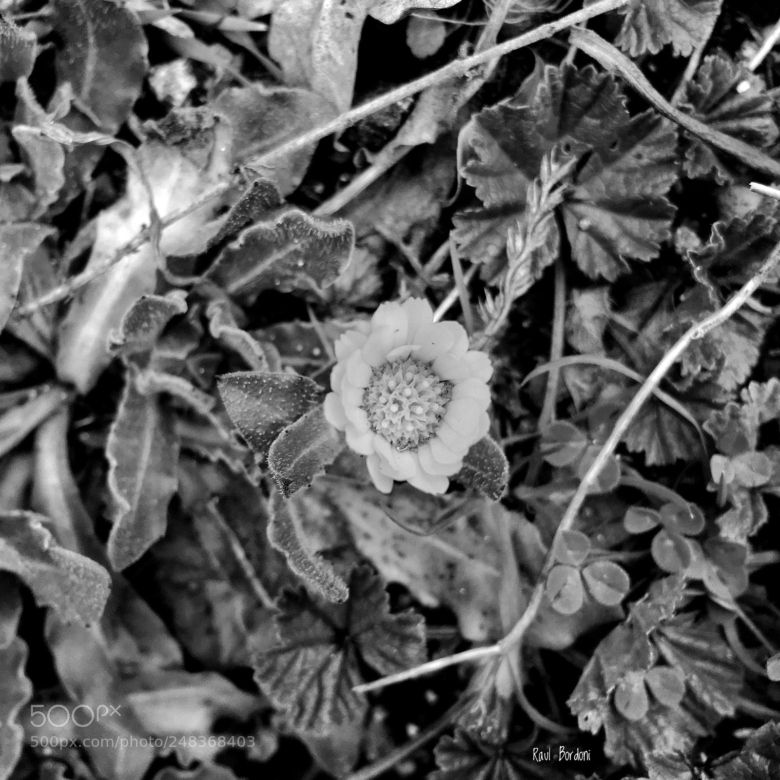 Apple iPhone SE sample photo. Solitary photography