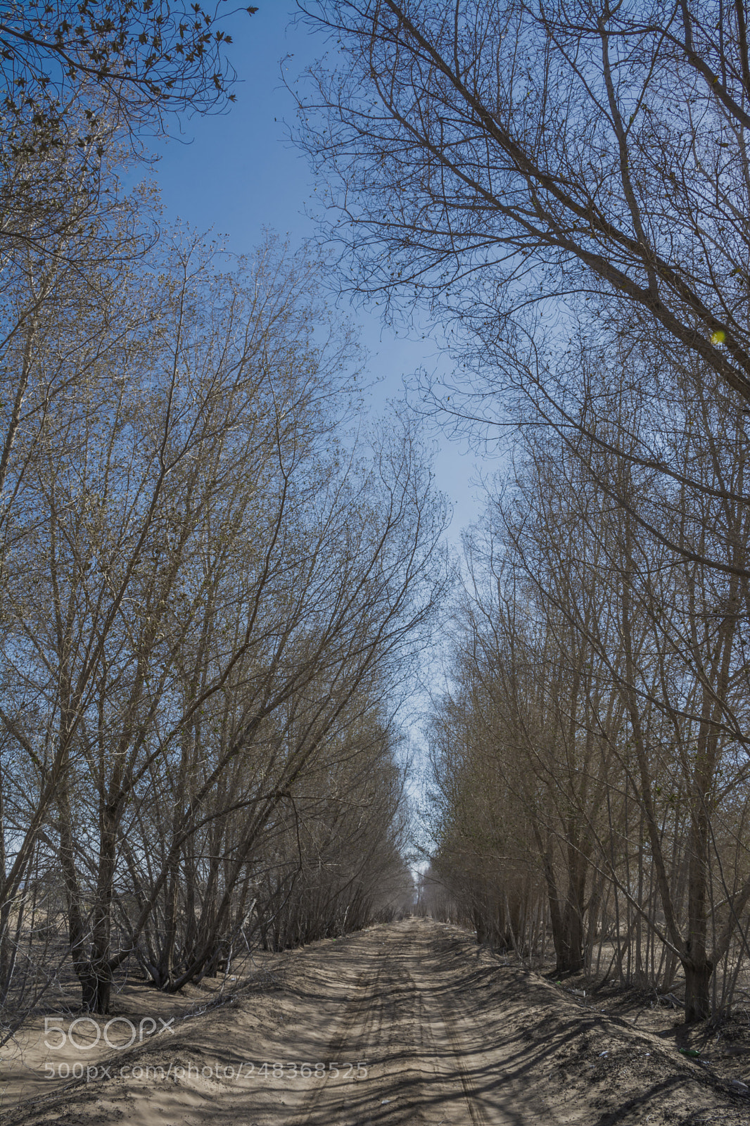 Nikon D7100 sample photo. Leafless trees photography