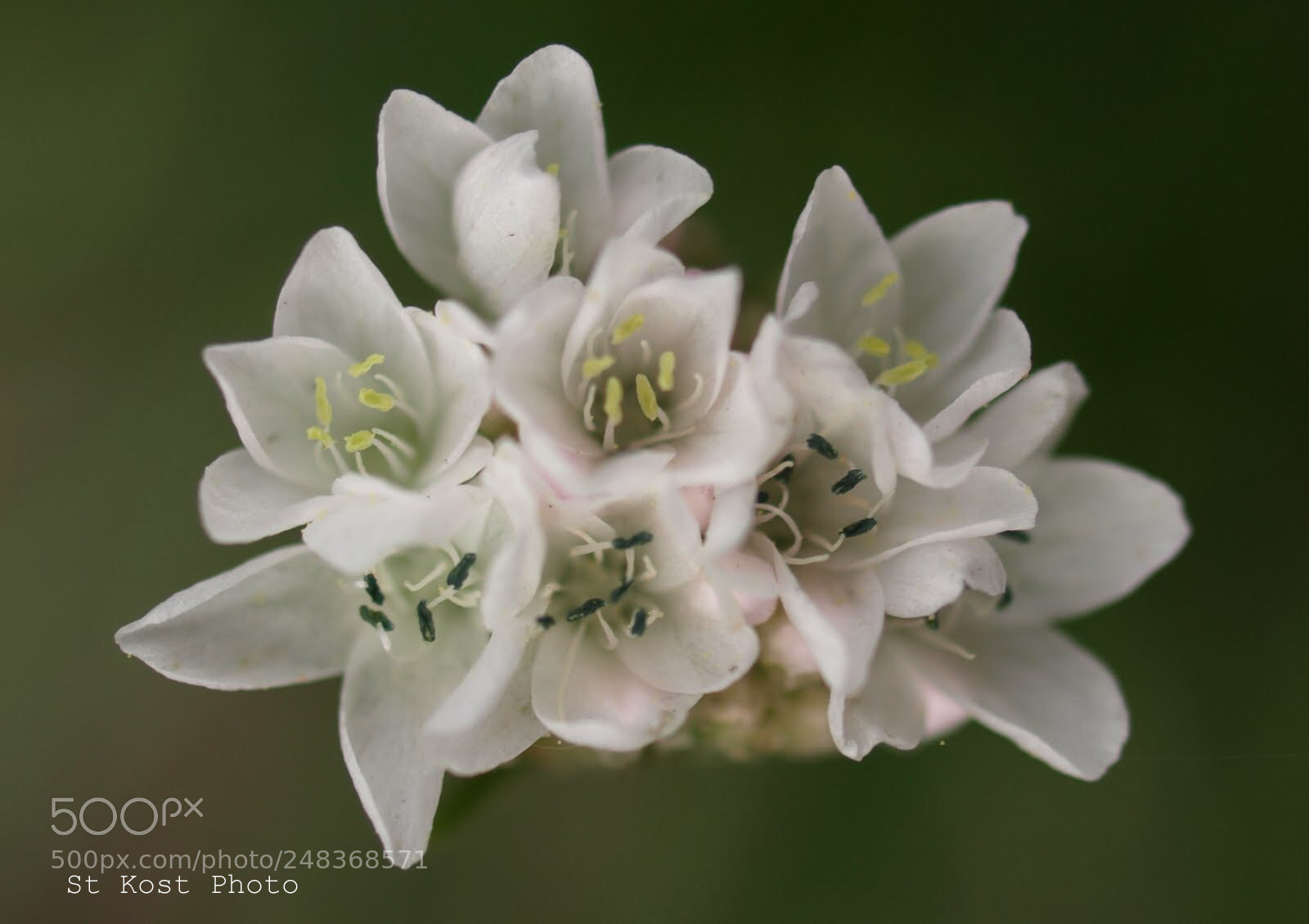 Olympus E-510 (EVOLT E-510) sample photo. Armeria maritima photography