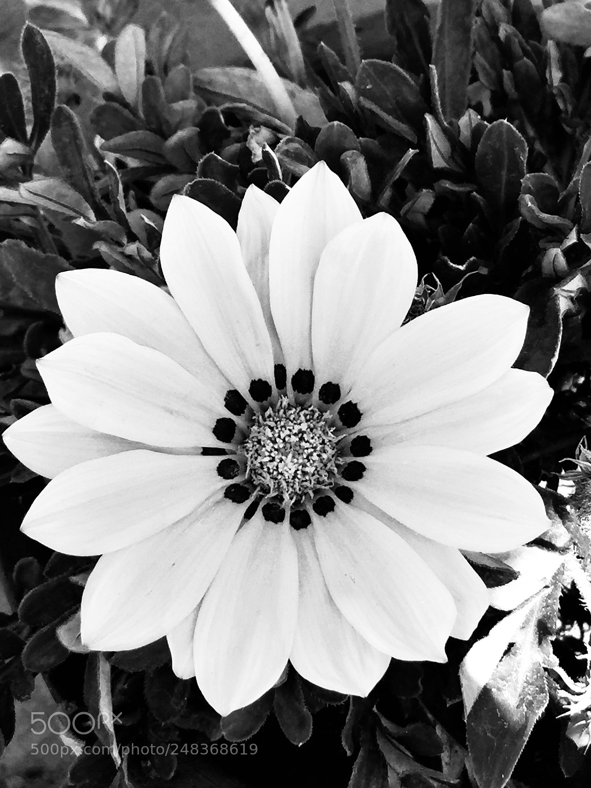 Apple iPhone 6 Plus sample photo. Untitled photography