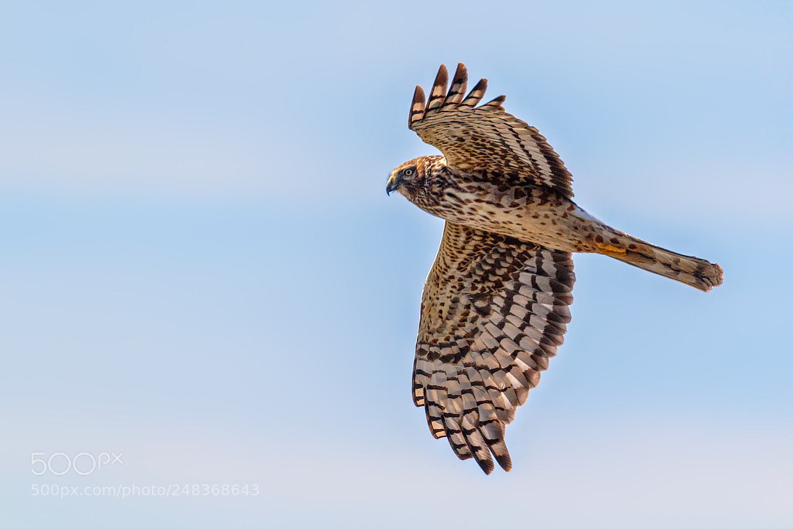 Canon EOS 7D Mark II sample photo. Hunting glide (northern harrier) photography