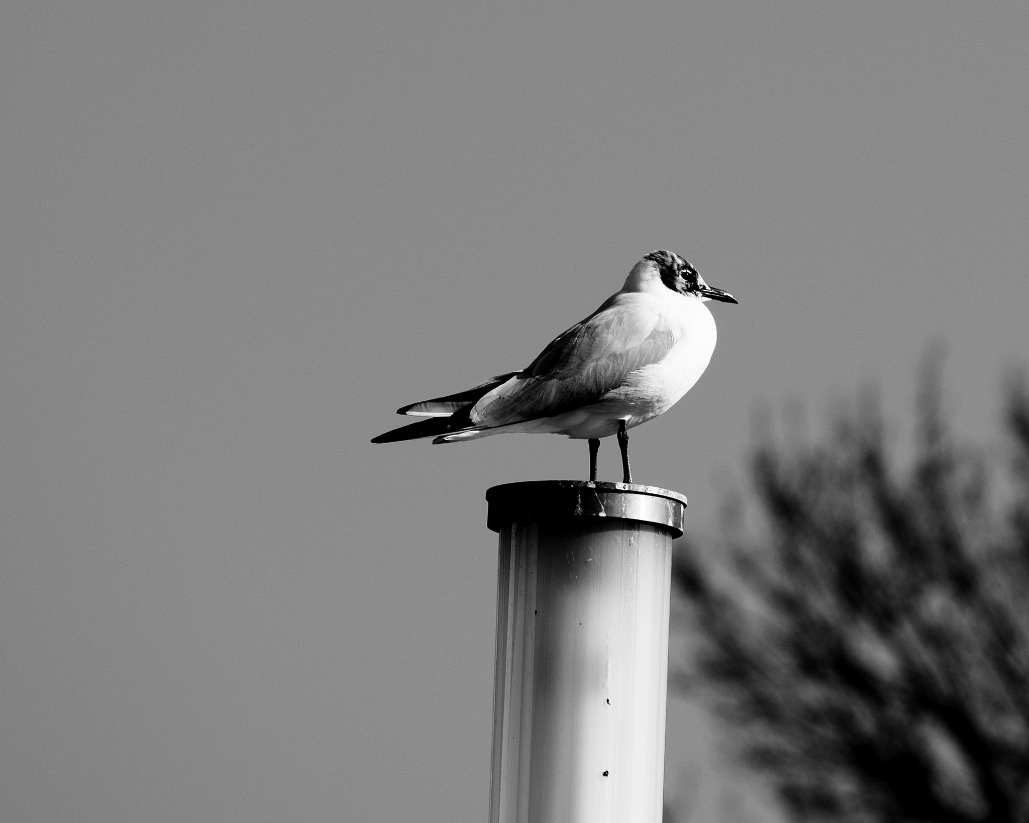 Nikon D5300 sample photo. Mouette photography
