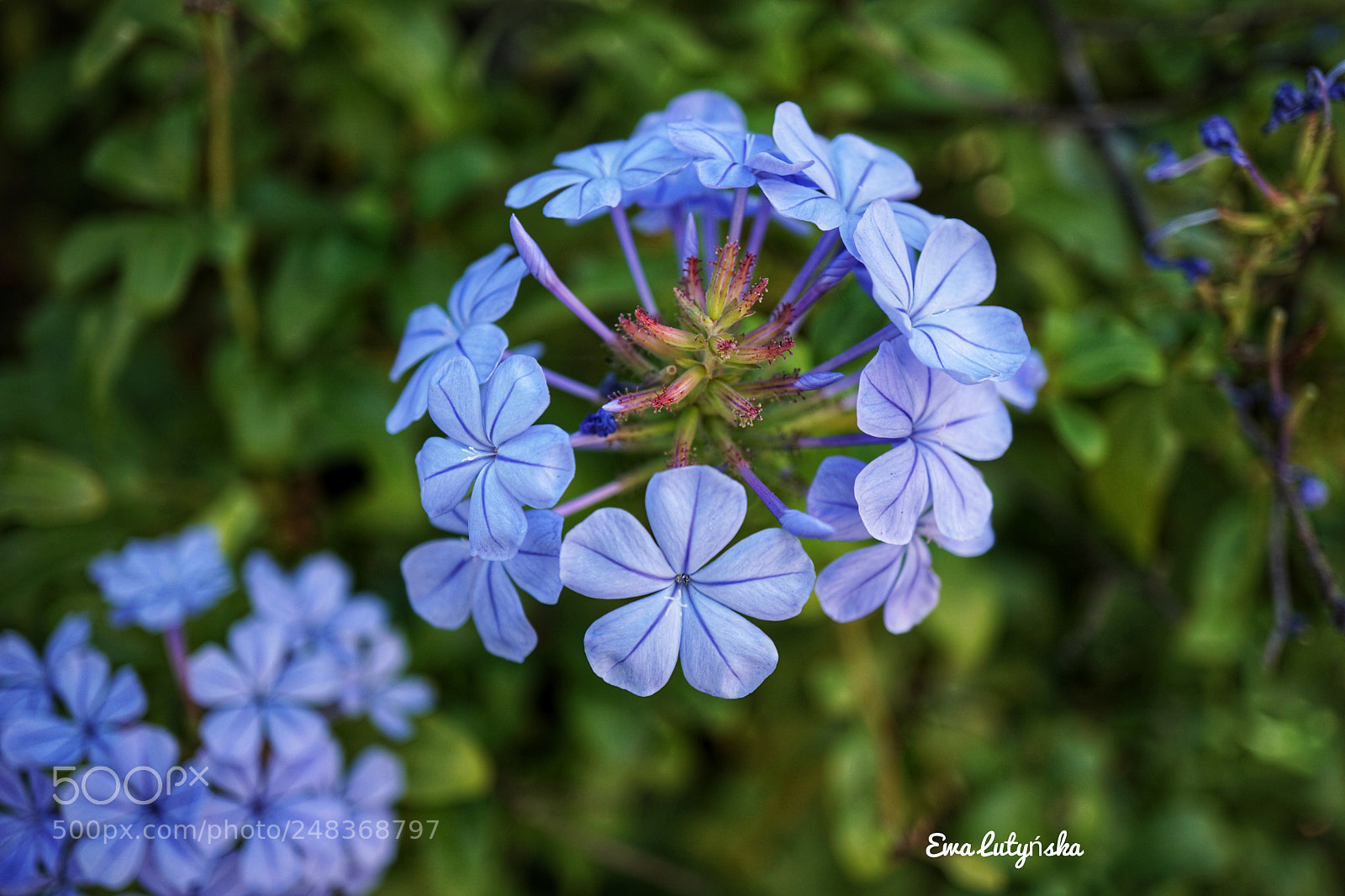 Sony a6000 sample photo. Plumbago auriculata photography