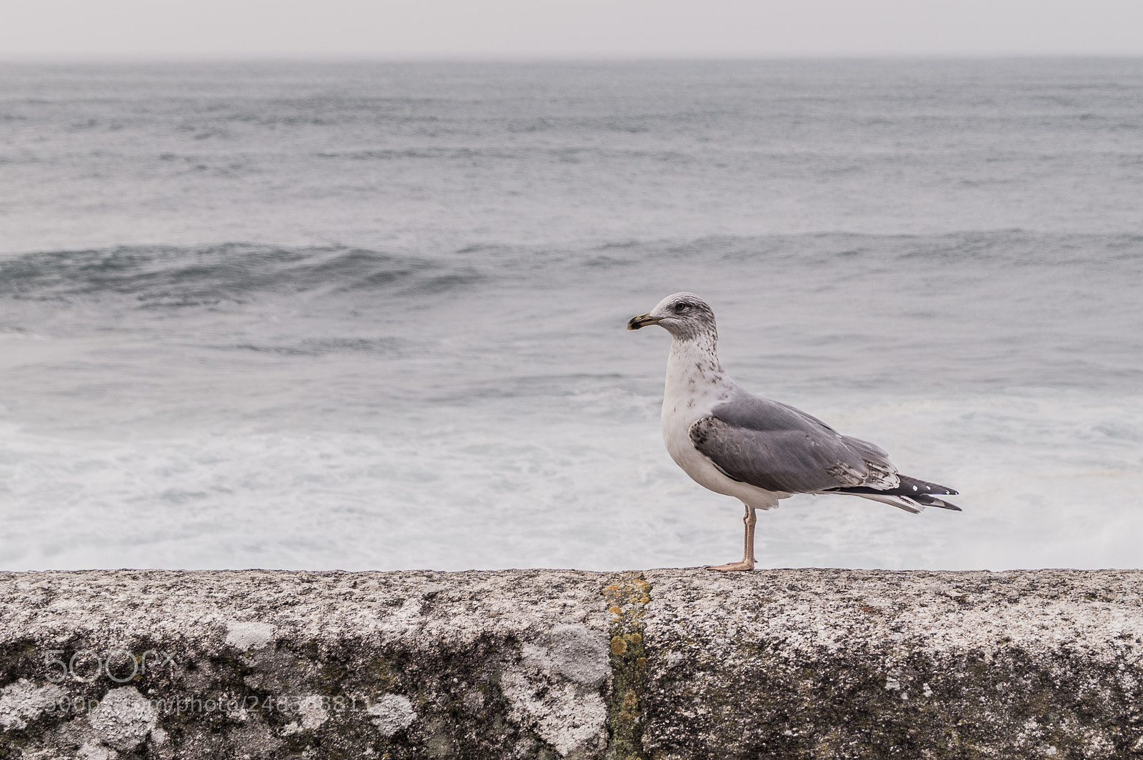 Sony SLT-A58 sample photo. Gaviota de silleiro photography