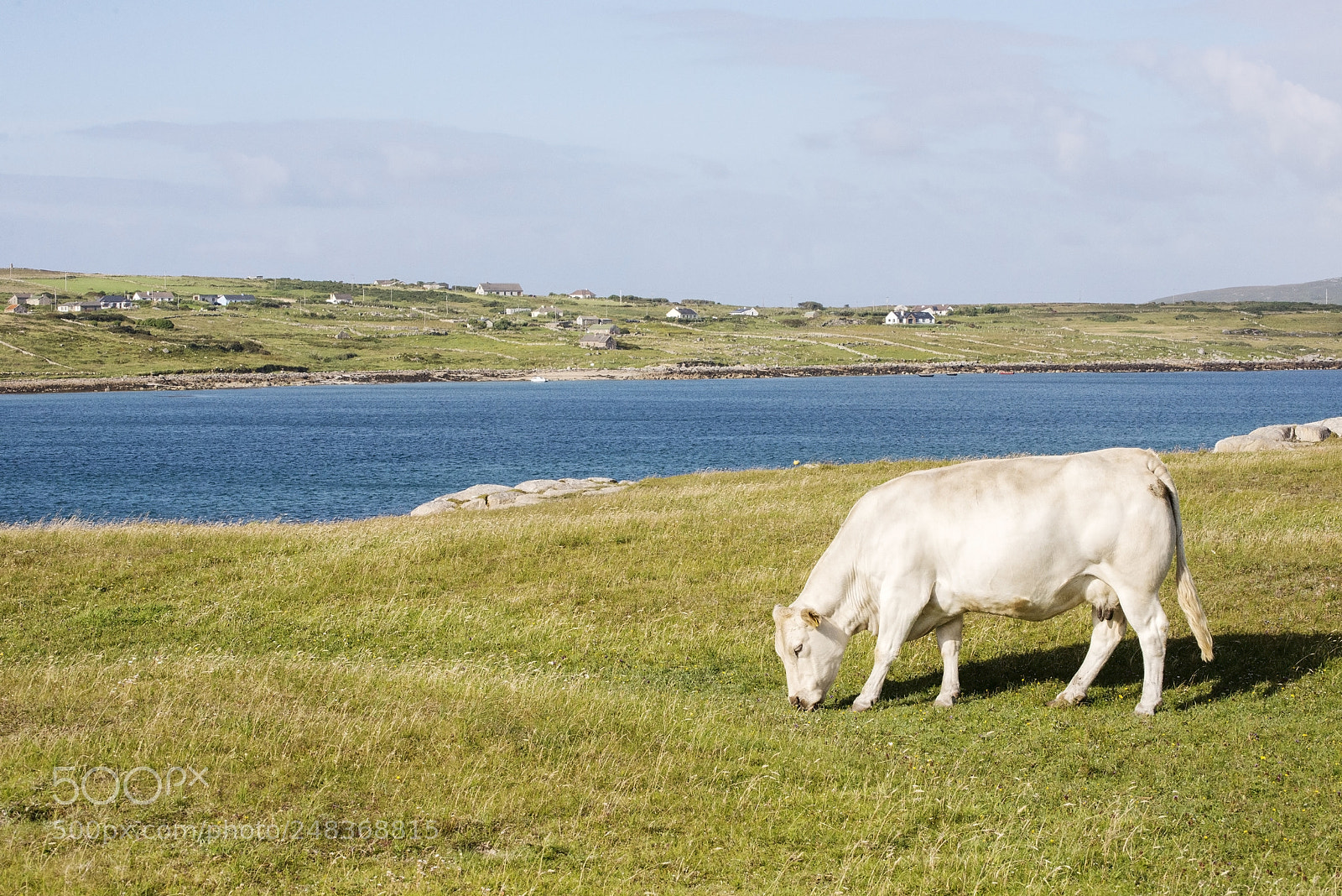 Nikon D600 sample photo. Coastal grazing (1) photography