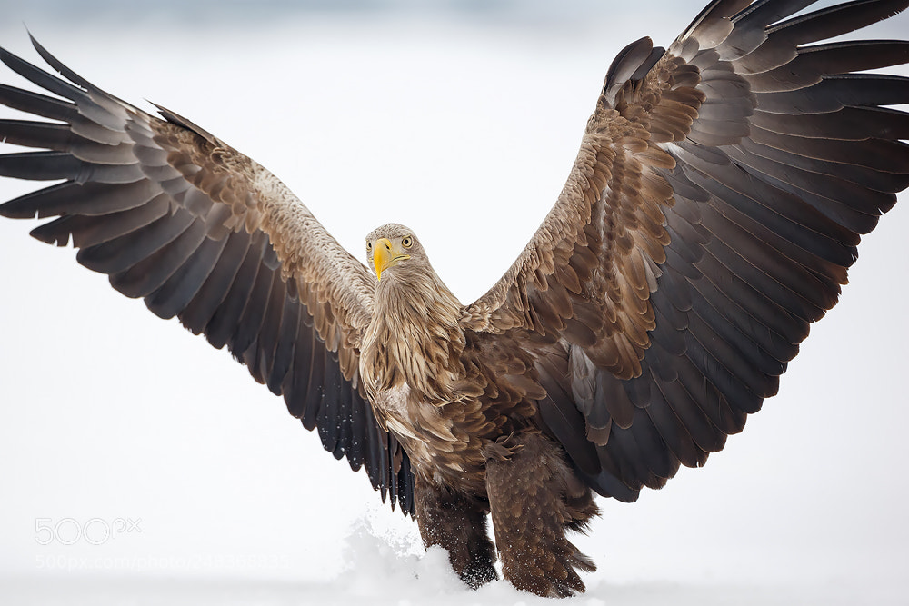 Canon EOS-1D X sample photo. My angel photography