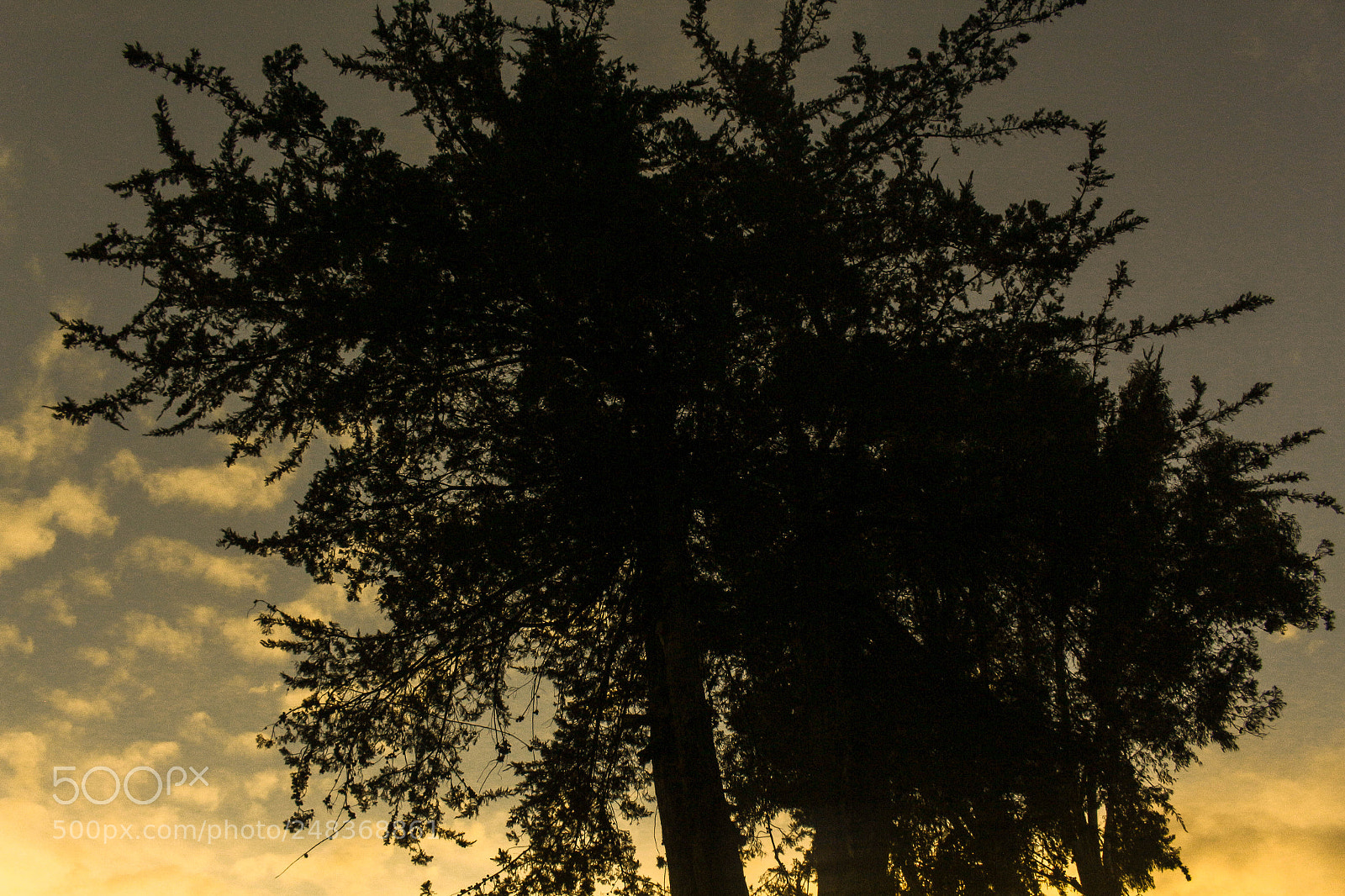 Canon EOS 700D (EOS Rebel T5i / EOS Kiss X7i) sample photo. Img photography