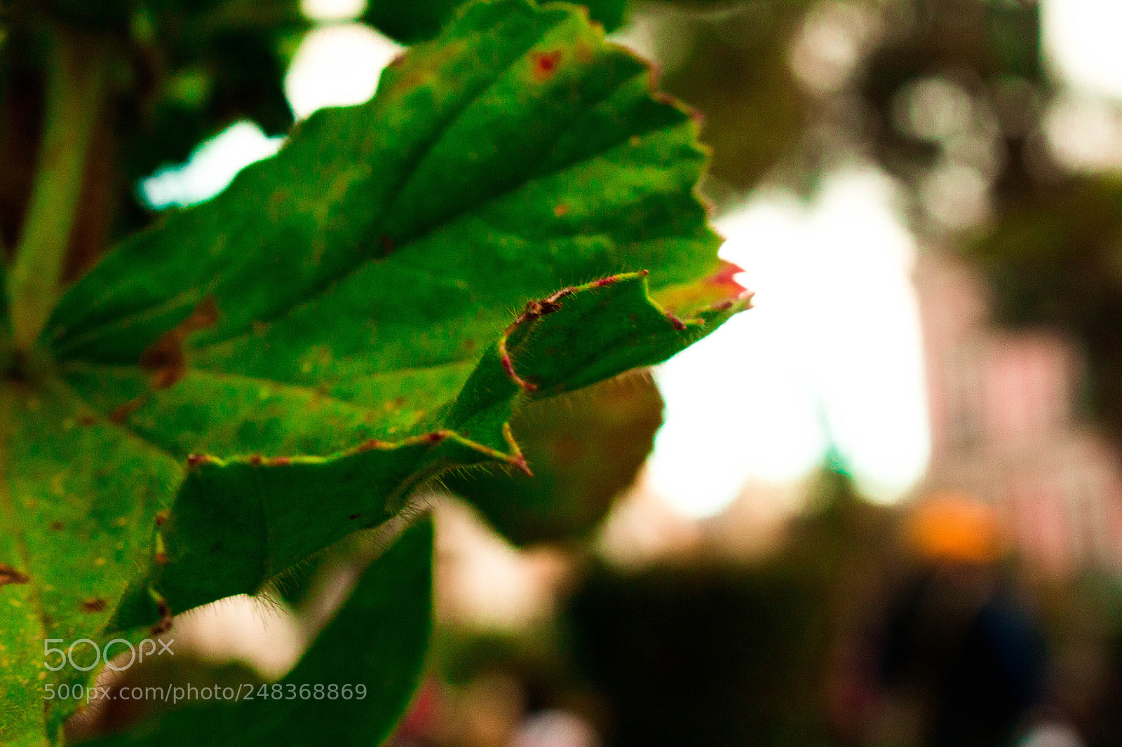 Canon EOS 700D (EOS Rebel T5i / EOS Kiss X7i) sample photo. Img photography