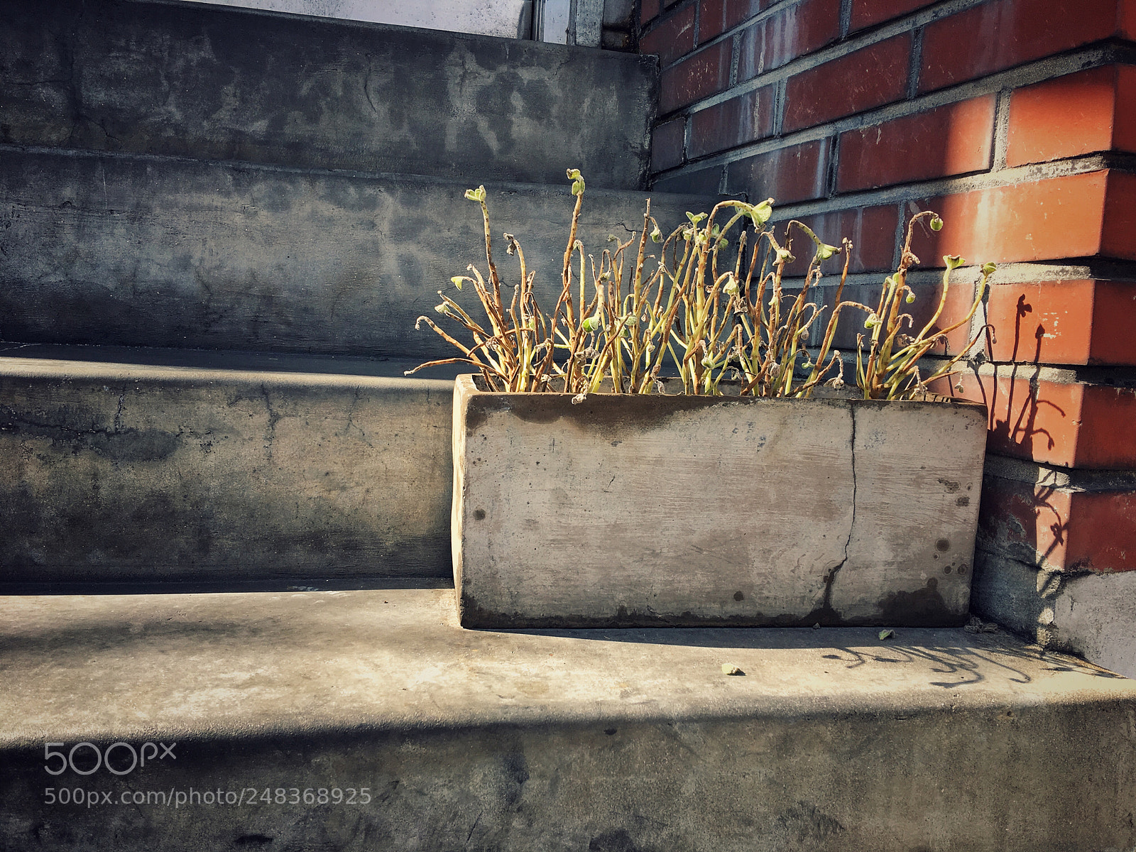 Apple iPhone 6s Plus sample photo. Untitled photography