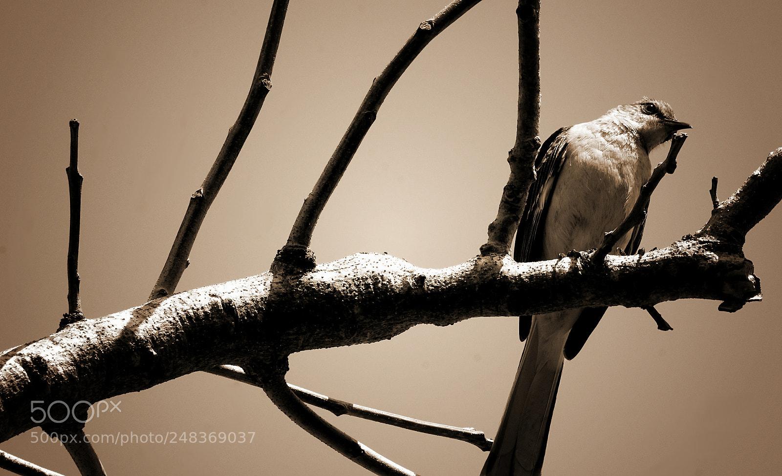 Sony a6000 sample photo. Tree bird photography