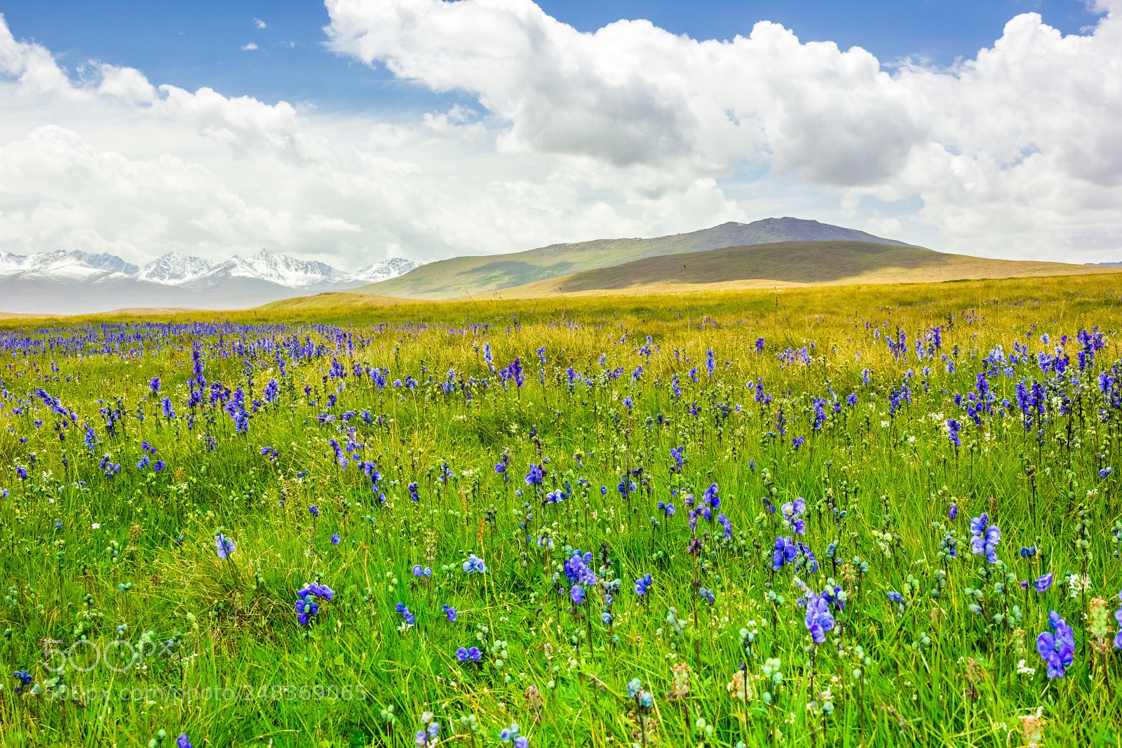 Canon EOS 550D (EOS Rebel T2i / EOS Kiss X4) sample photo. Barapani deosai photography