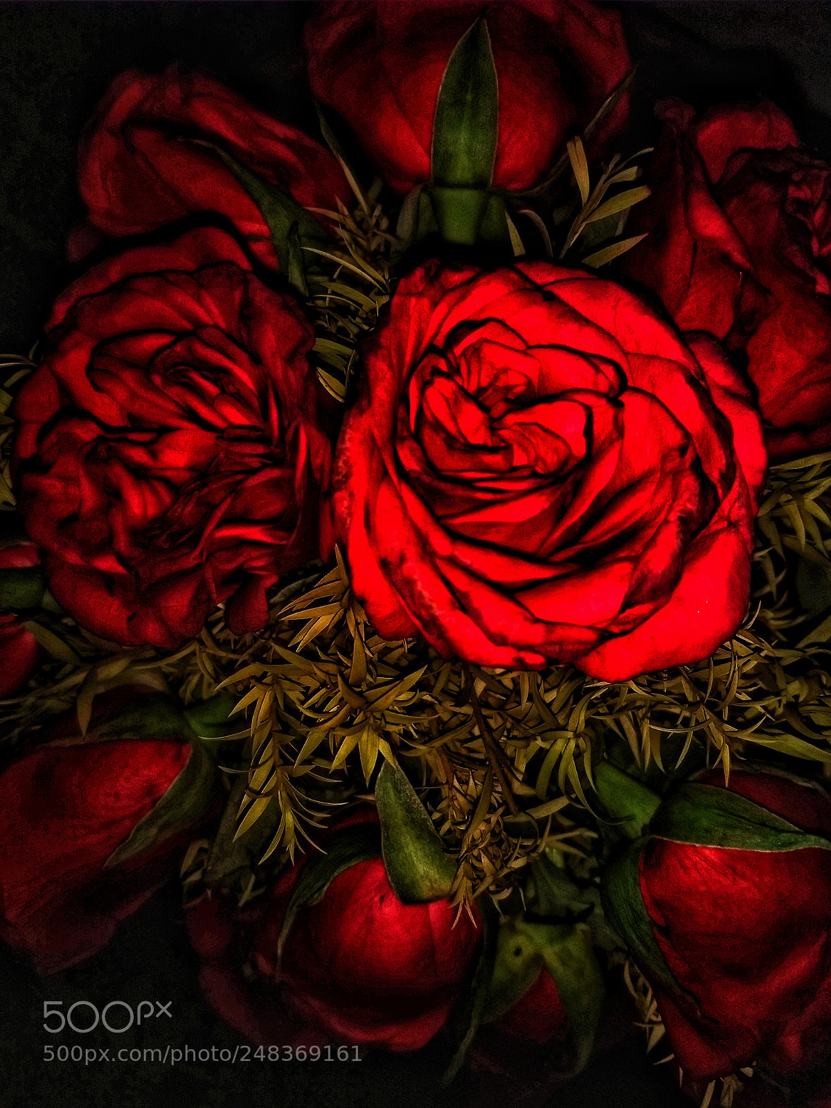 Motorola Moto G (5) Plus sample photo. Roses are dead. photography